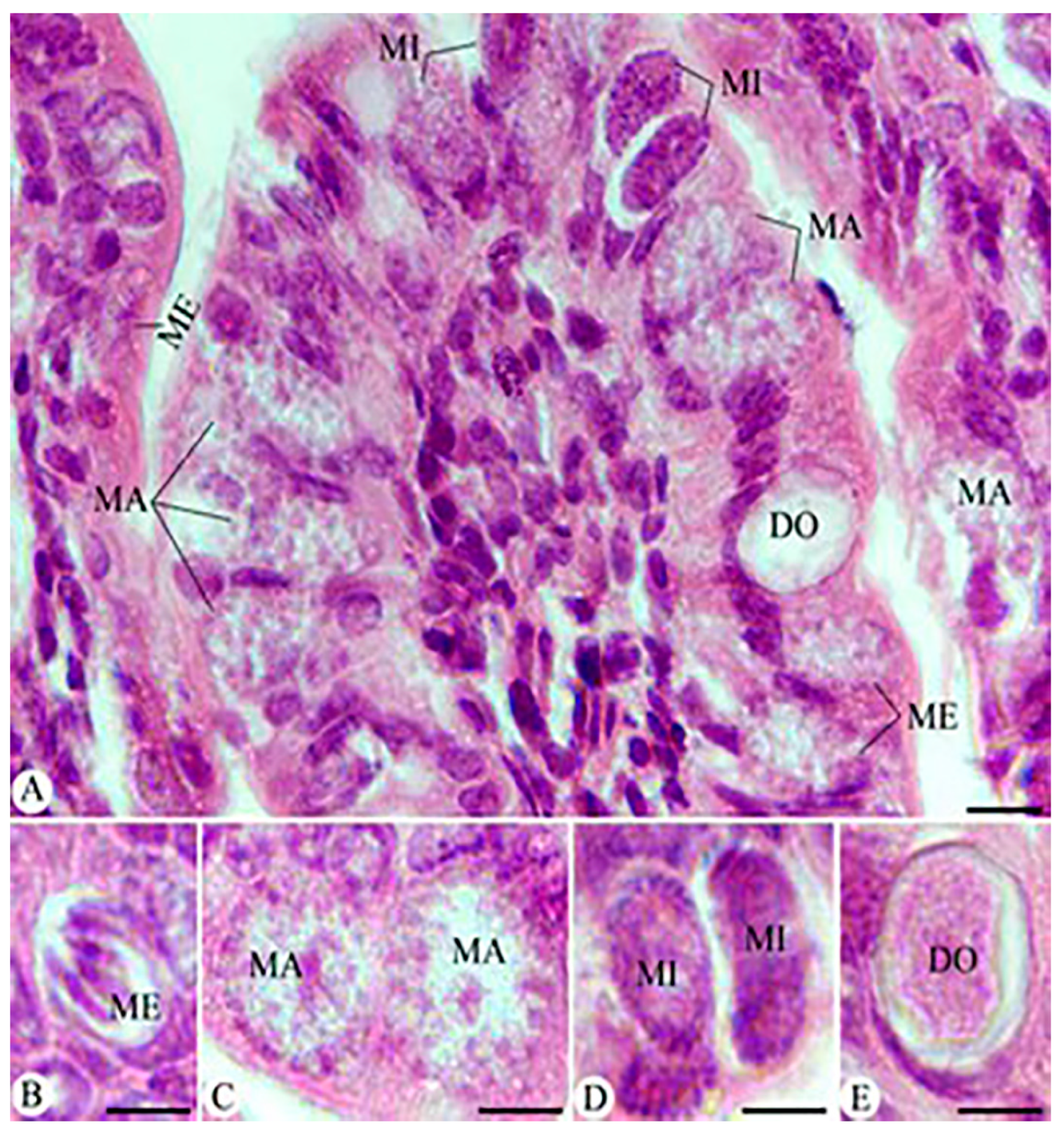 Vetsci 11 00490 g004