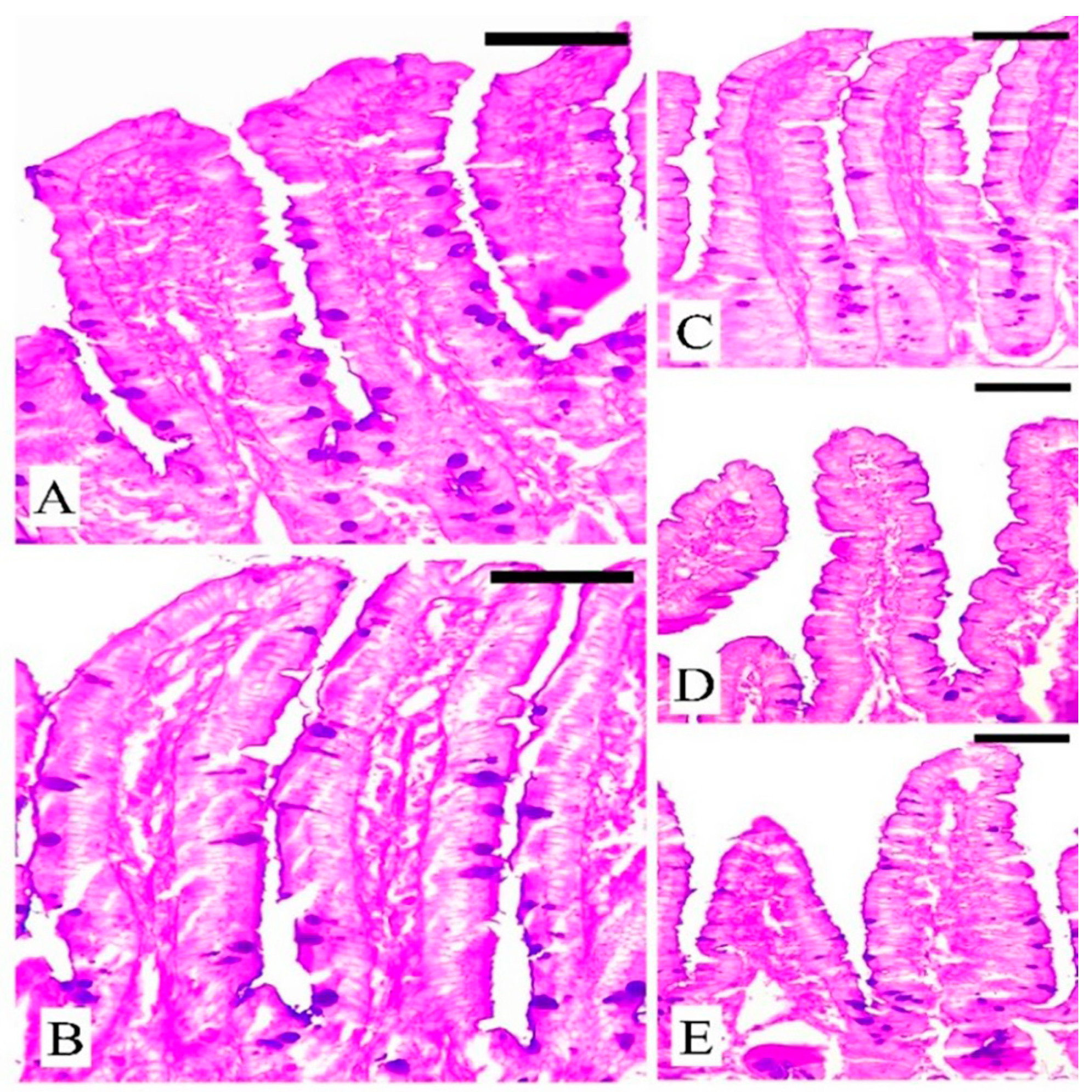 Vetsci 11 00490 g005