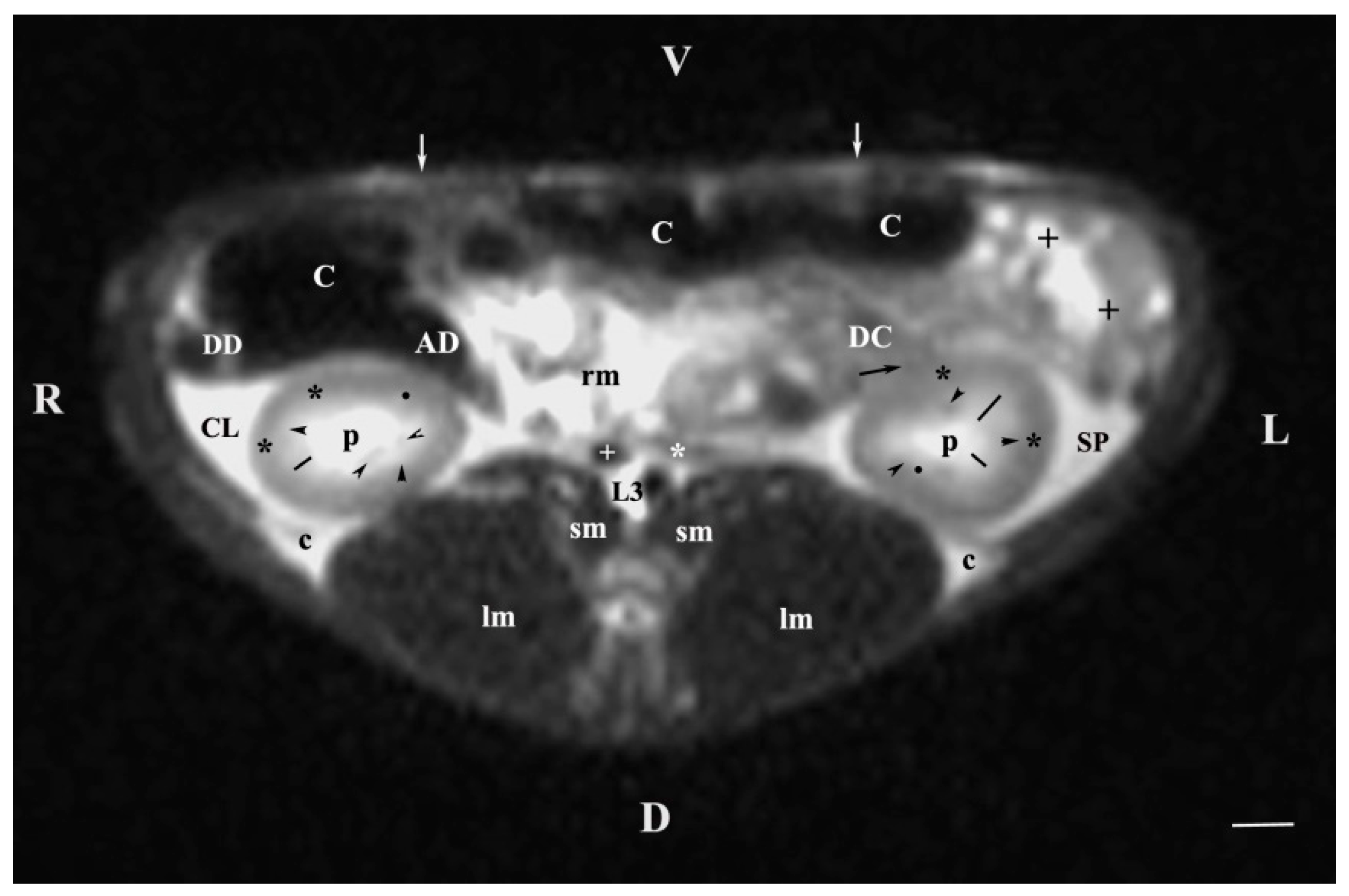 Vetsci 11 00575 g003