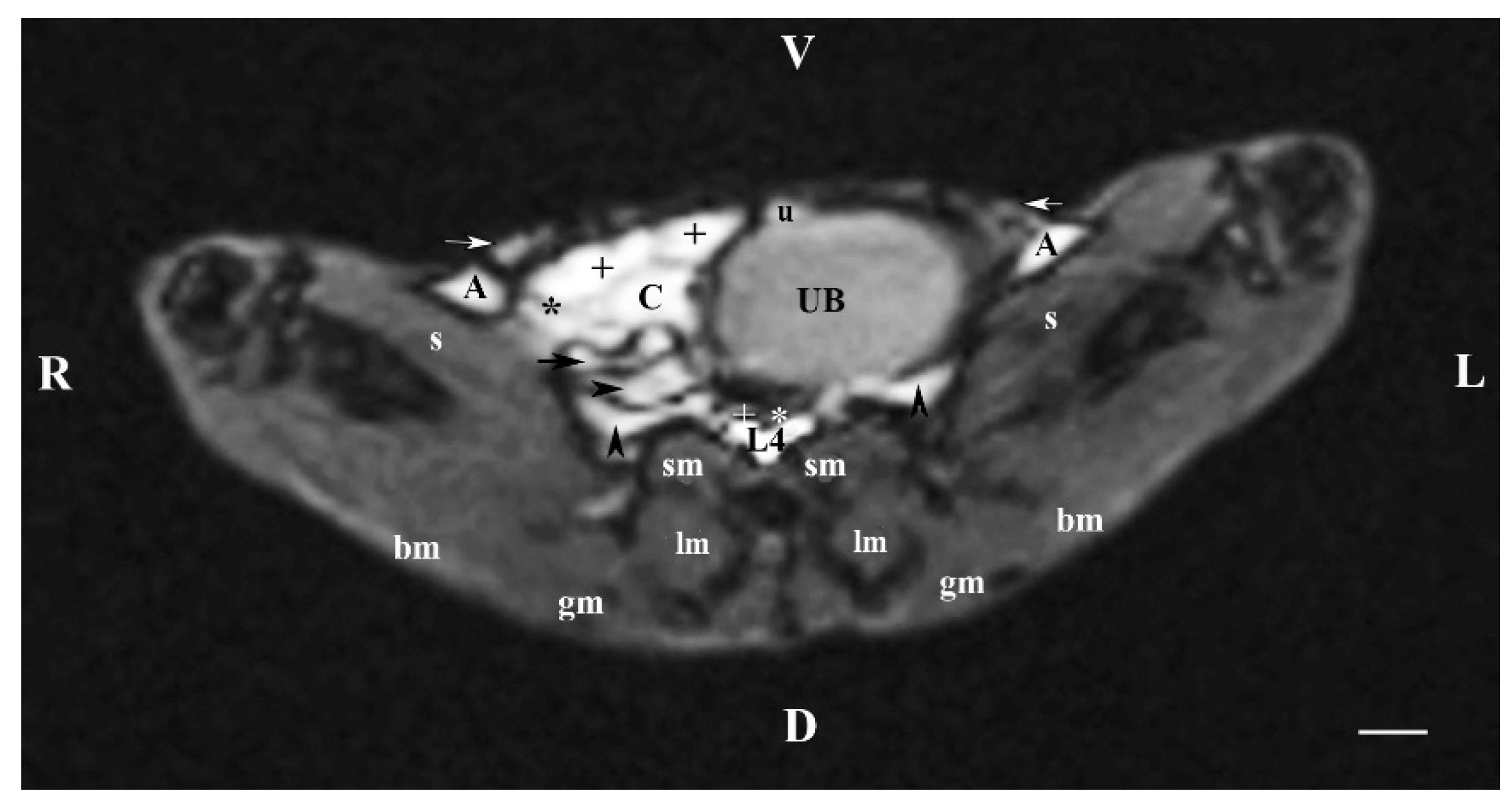 Vetsci 11 00575 g004
