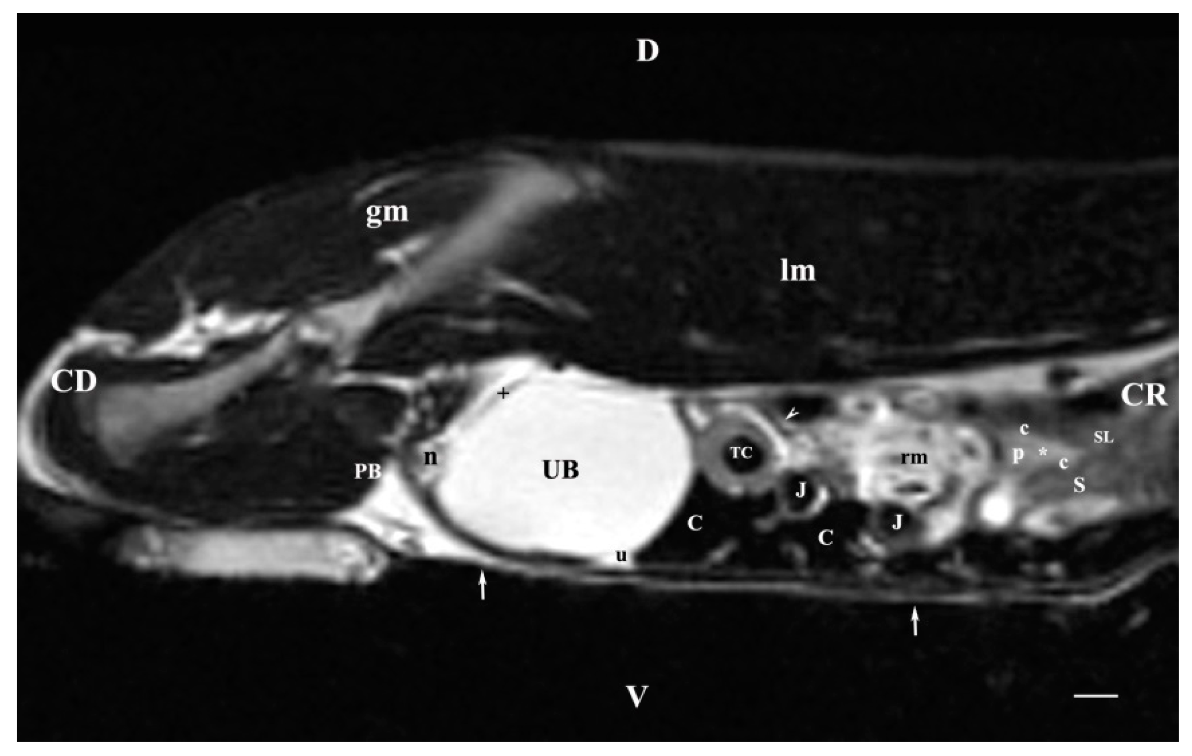 Vetsci 11 00575 g010