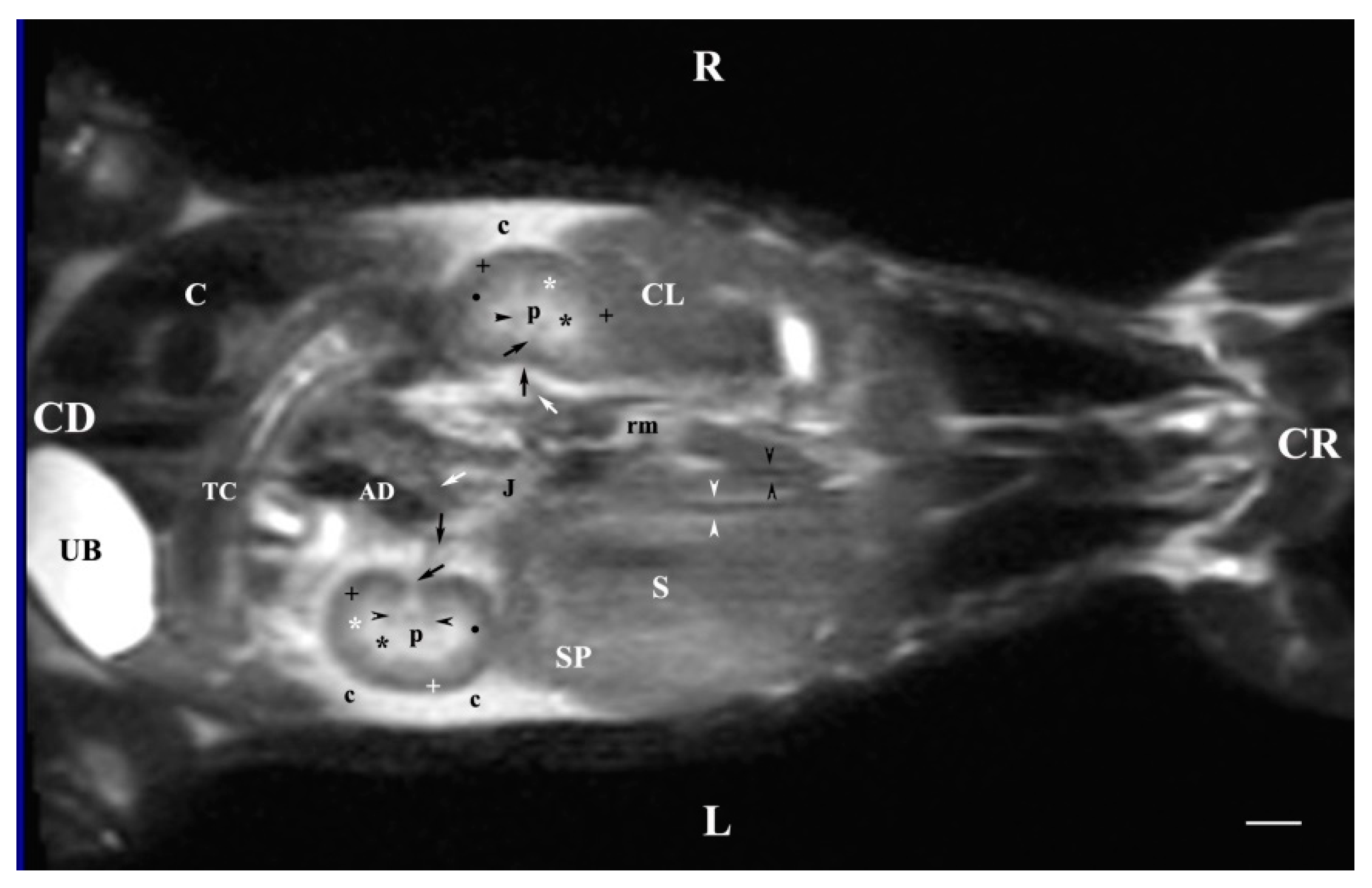 Vetsci 11 00575 g012