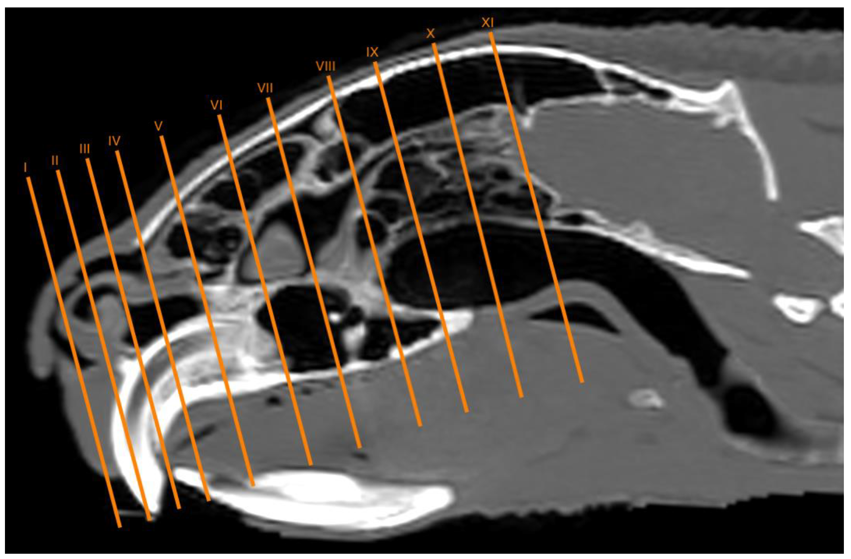 Vetsci 11 00611 g001