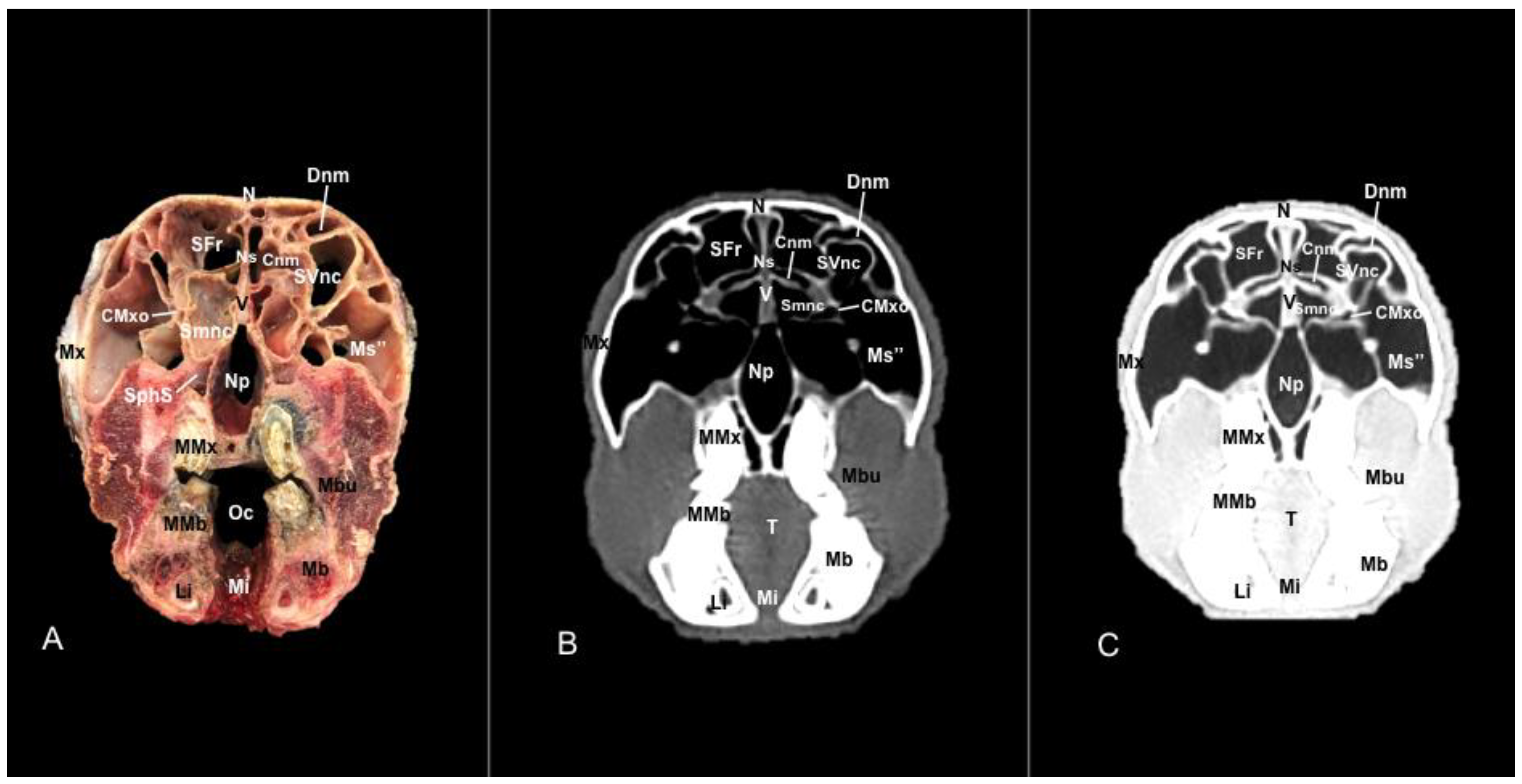 Vetsci 11 00611 g010