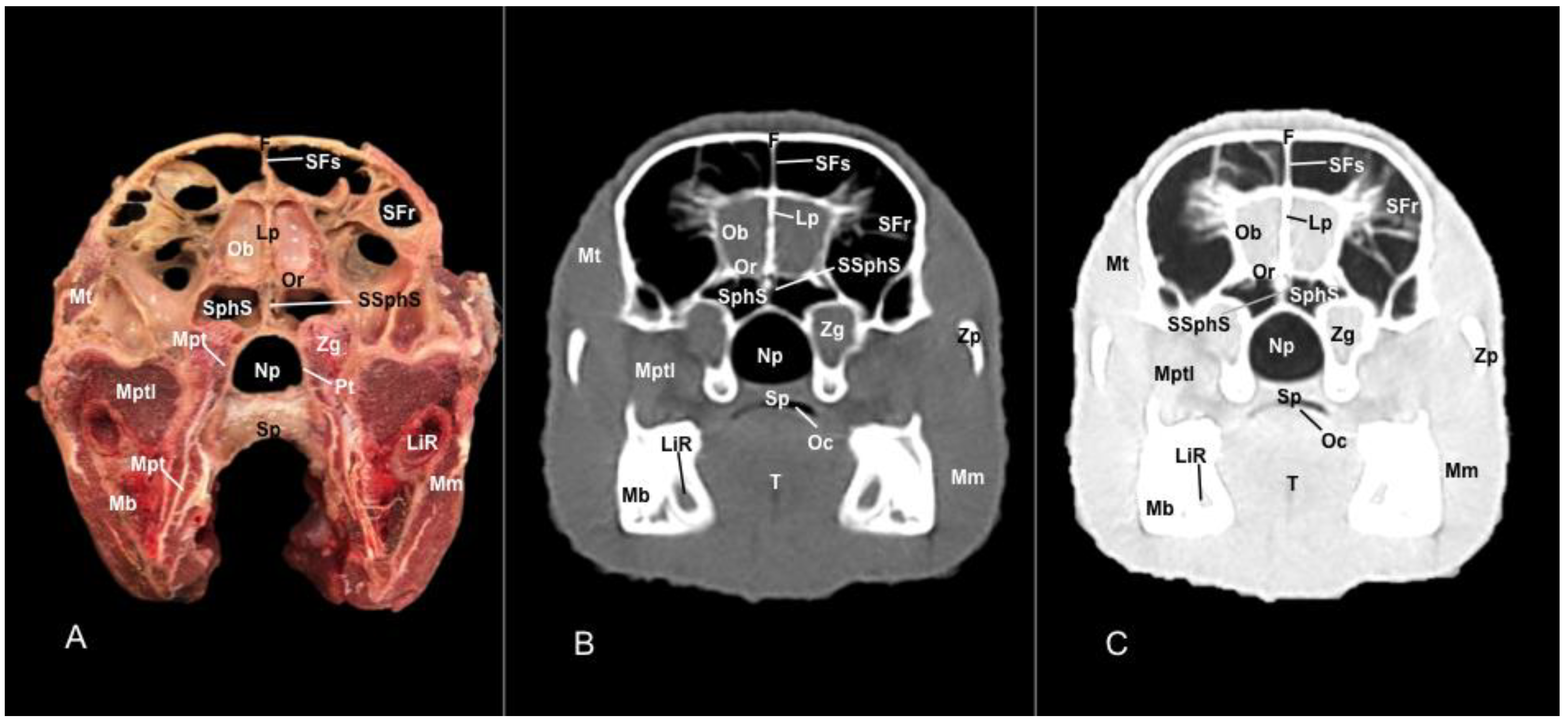 Vetsci 11 00611 g012