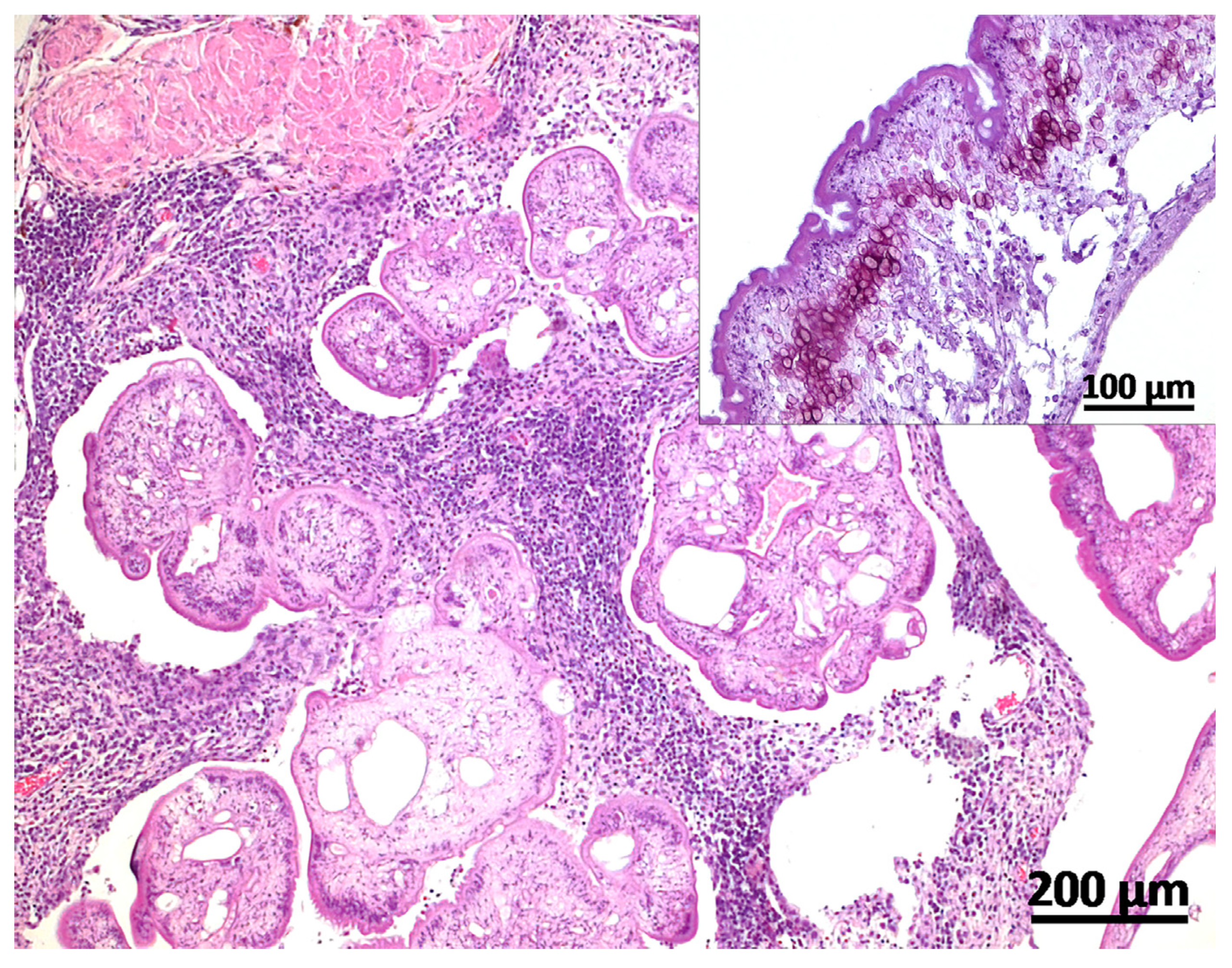 Vetsci 11 00623 g002