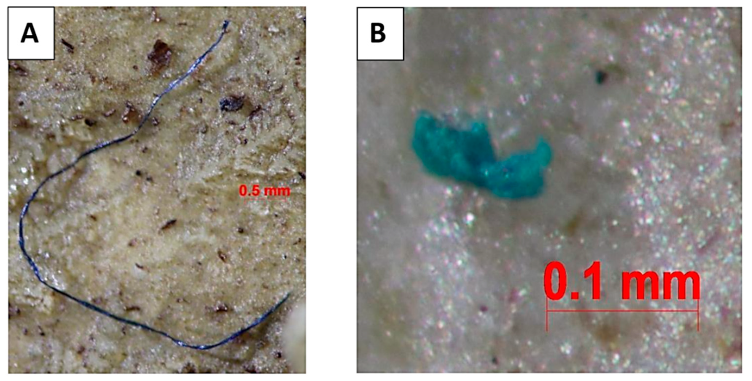 Vetsci 11 00642 g003