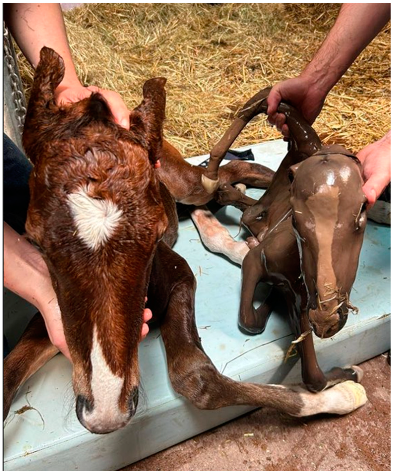 Vetsci 11 00649 g001