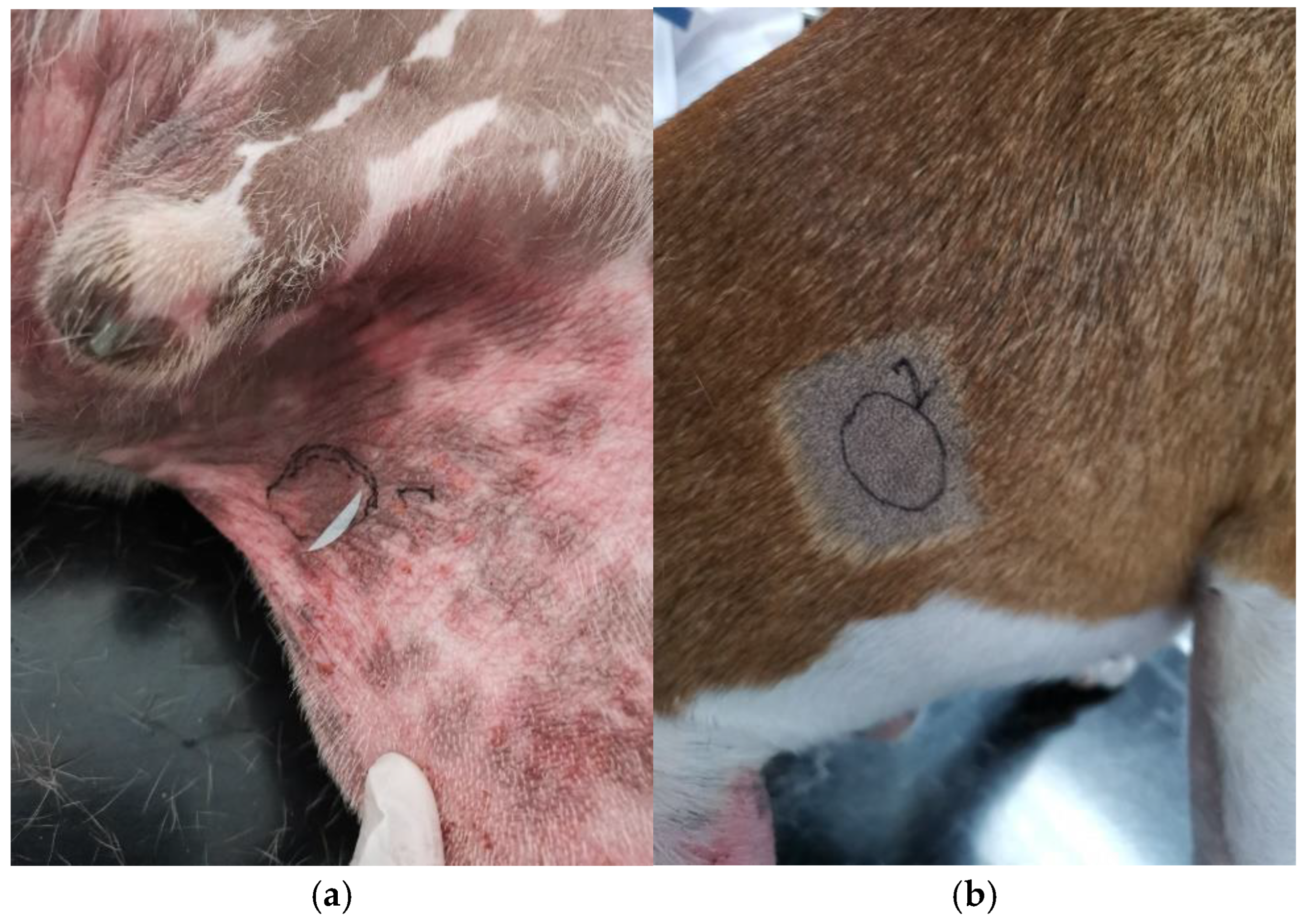 Vetsci 12 00004 g002