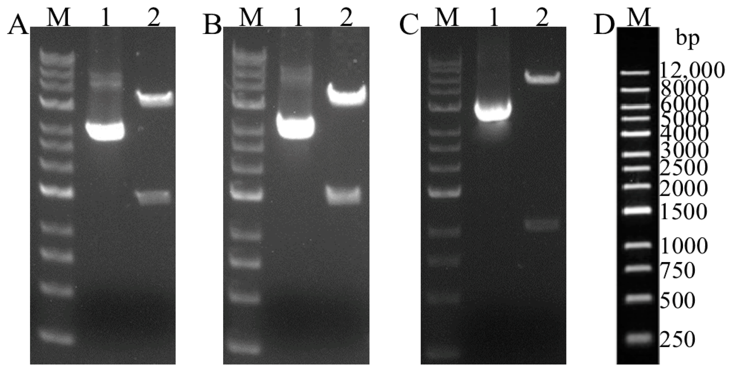 Vetsci 12 00106 g002