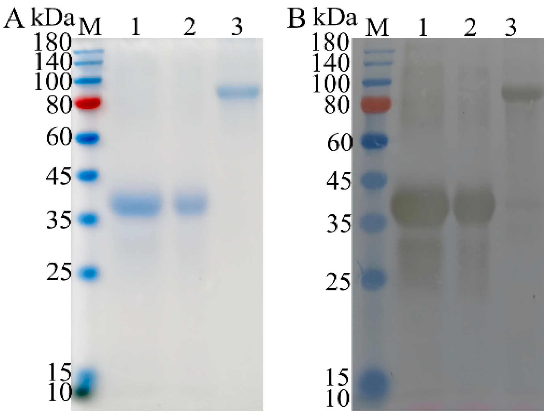 Vetsci 12 00106 g003