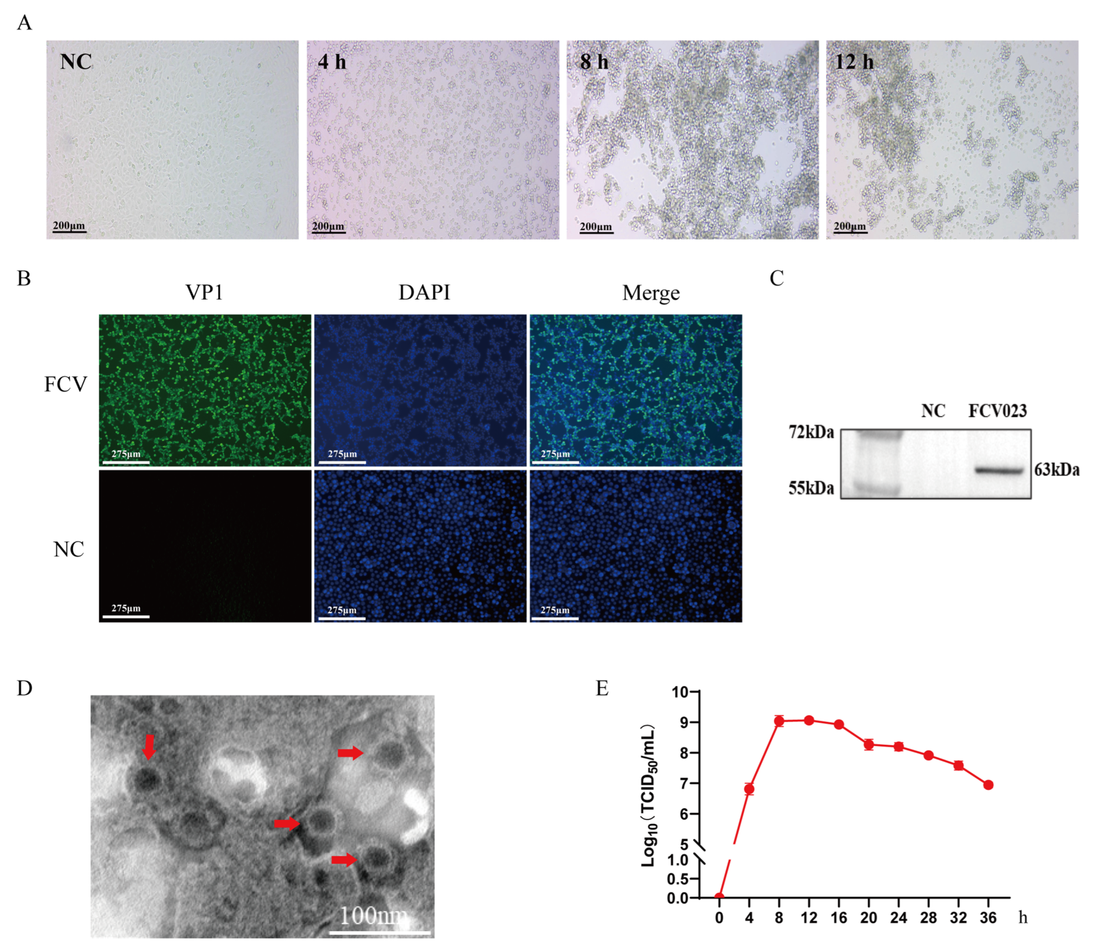 Vetsci 12 00138 g001