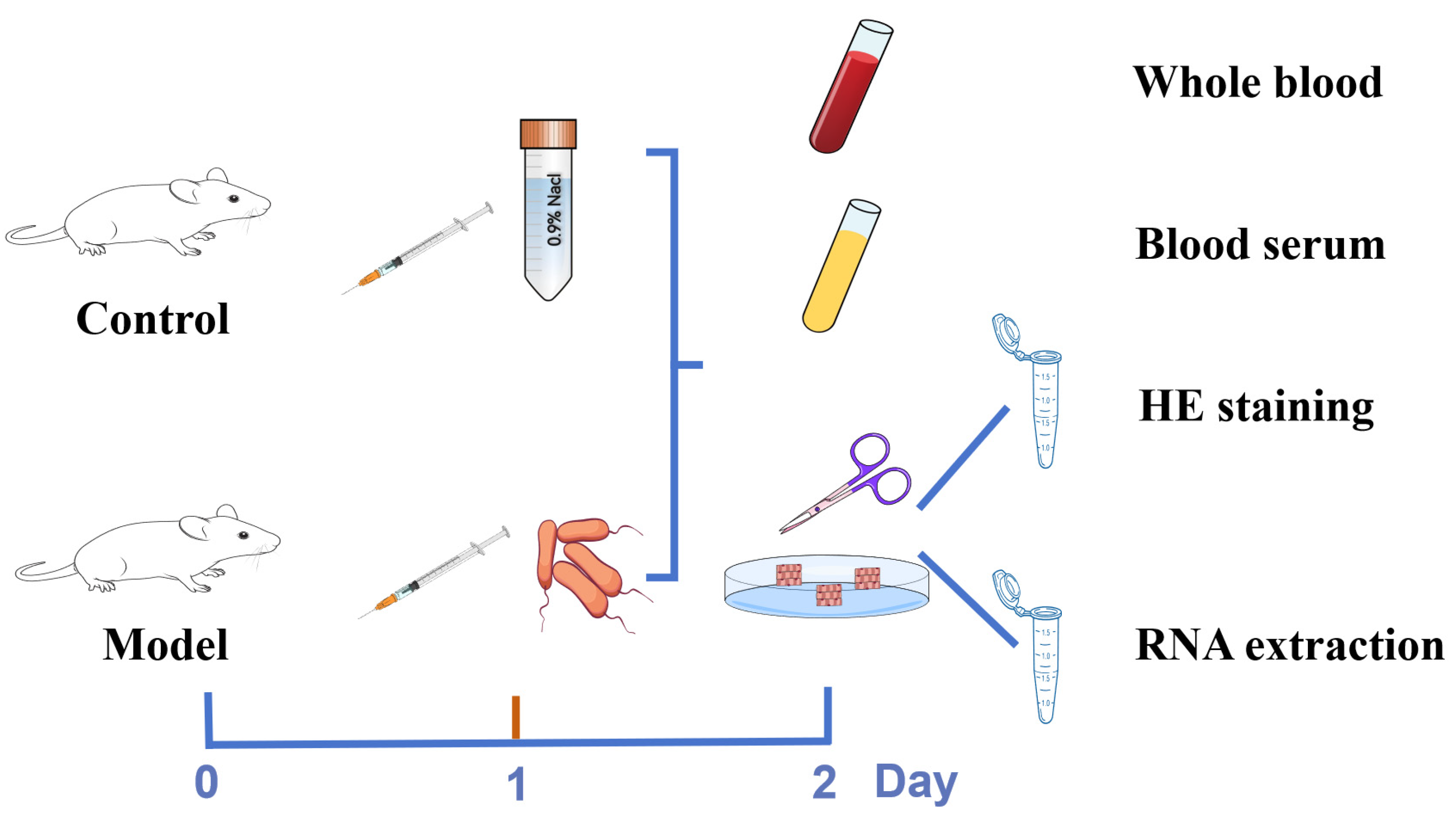 Vetsci 12 00227 g002