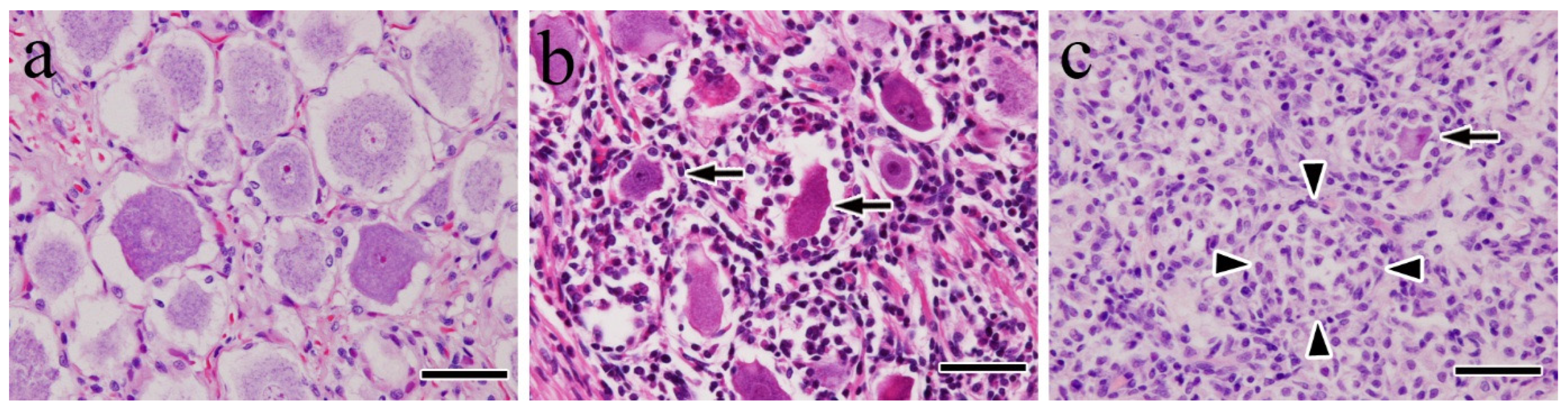 Vetsci 12 00299 g002