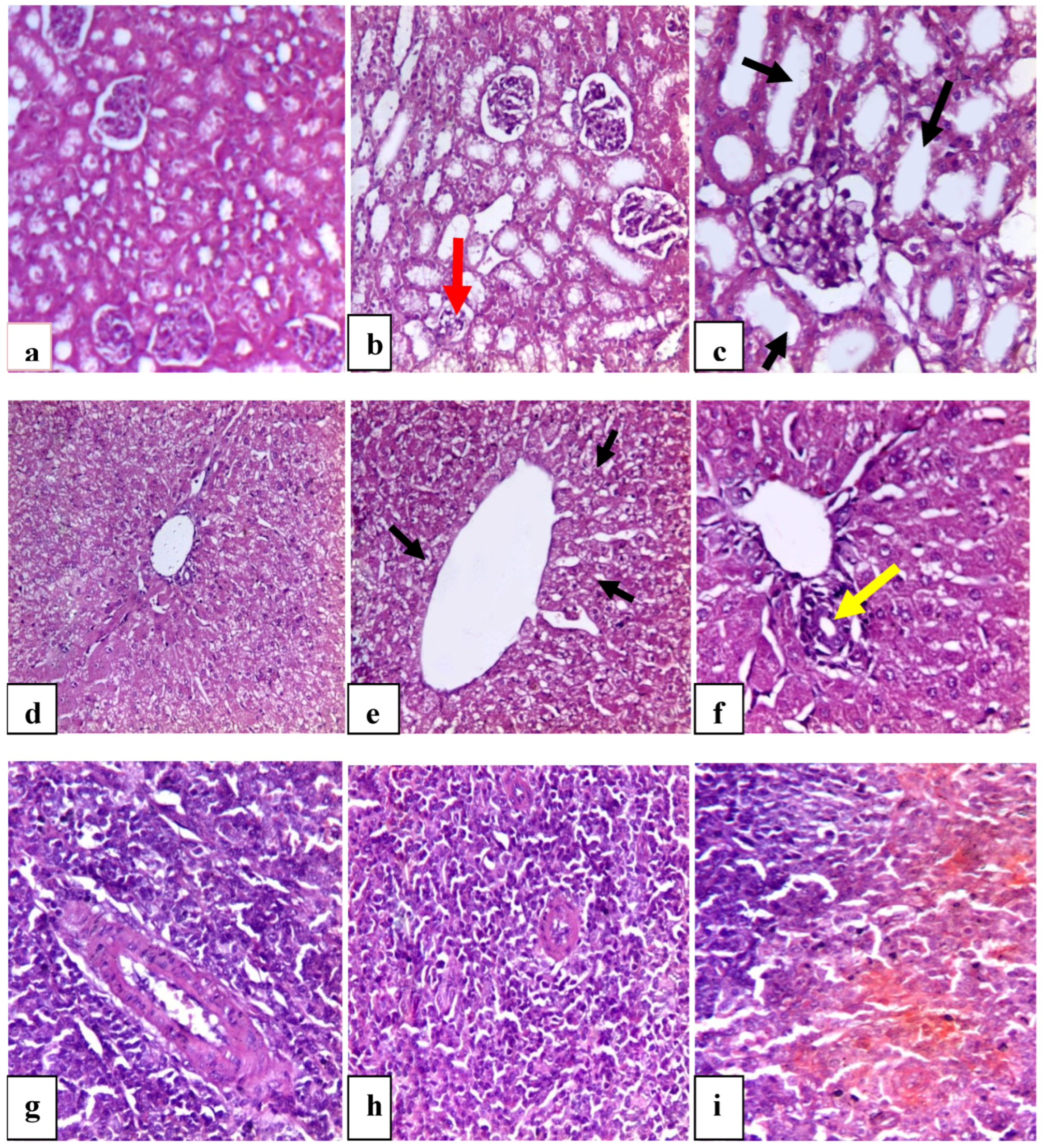 Vetsci 12 00333 g006