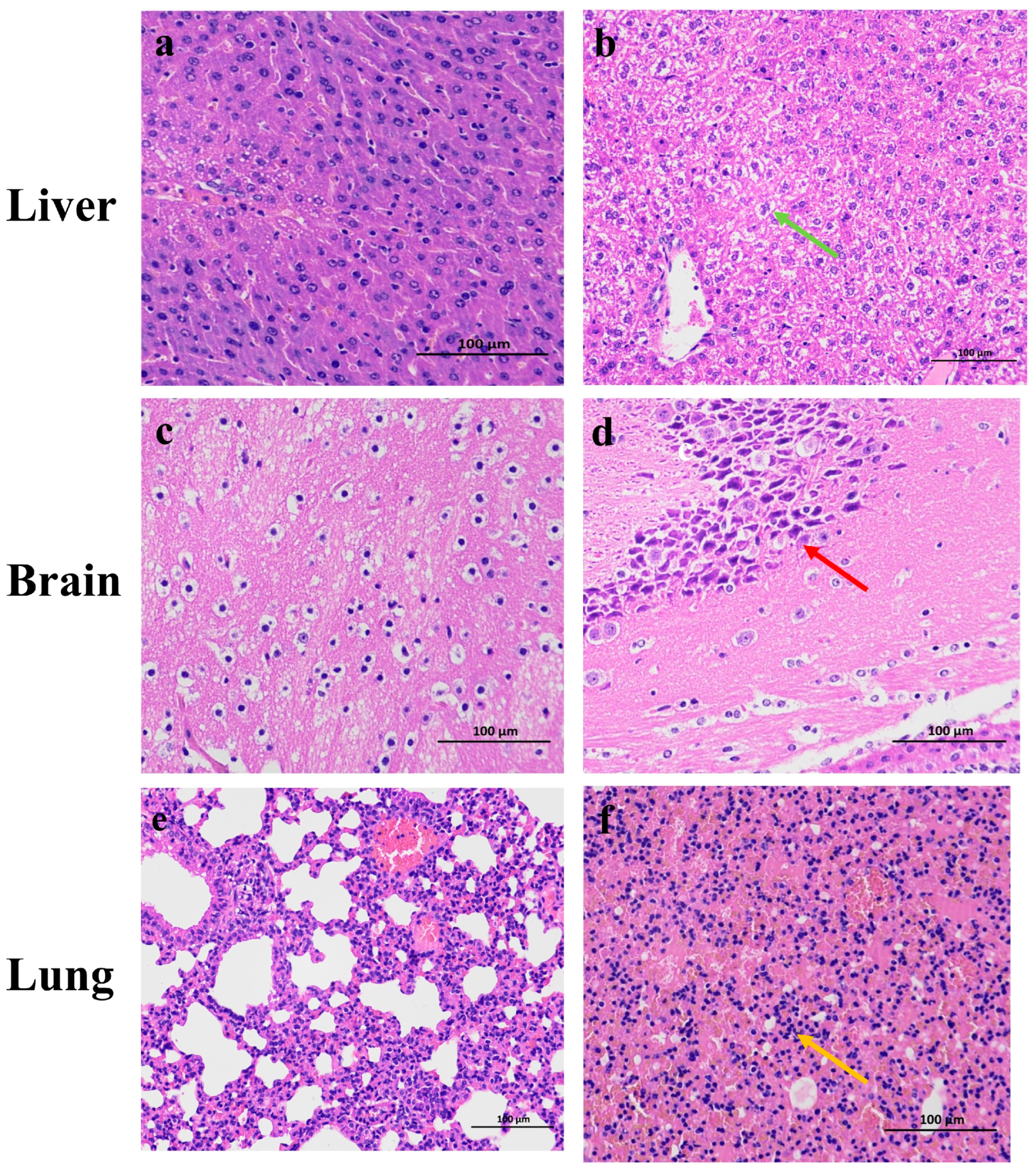 Vetsci 12 00367 g006