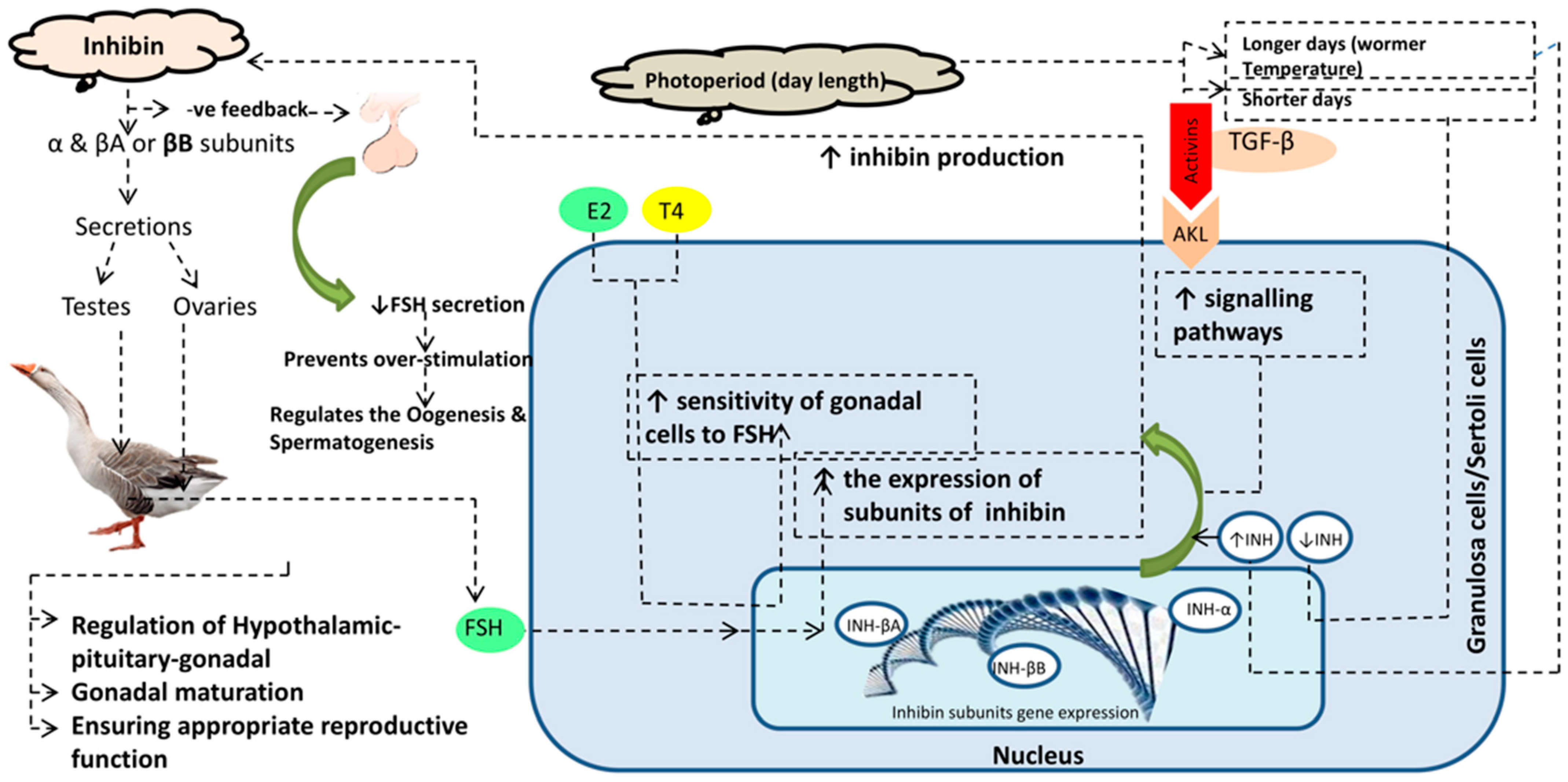 Vetsci 12 00413 g001 Vetsci 12 00413 g001