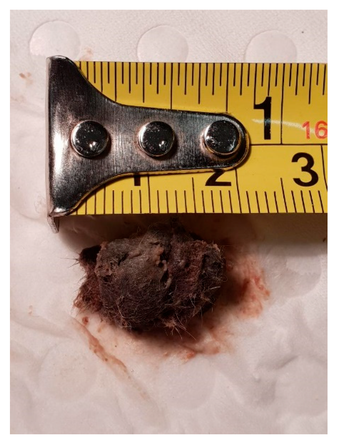 Vetsci 12 00625 g002 Vetsci 12 00625 g002