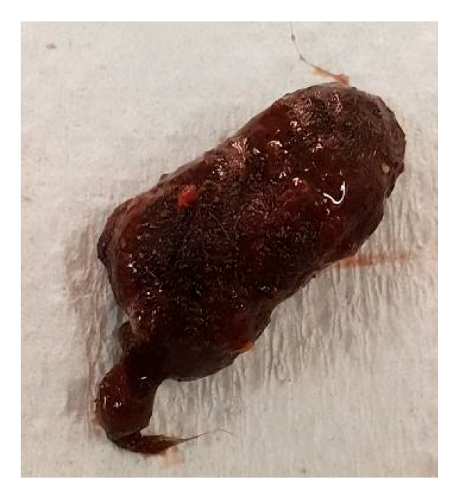 Vetsci 12 00625 g004 Vetsci 12 00625 g004