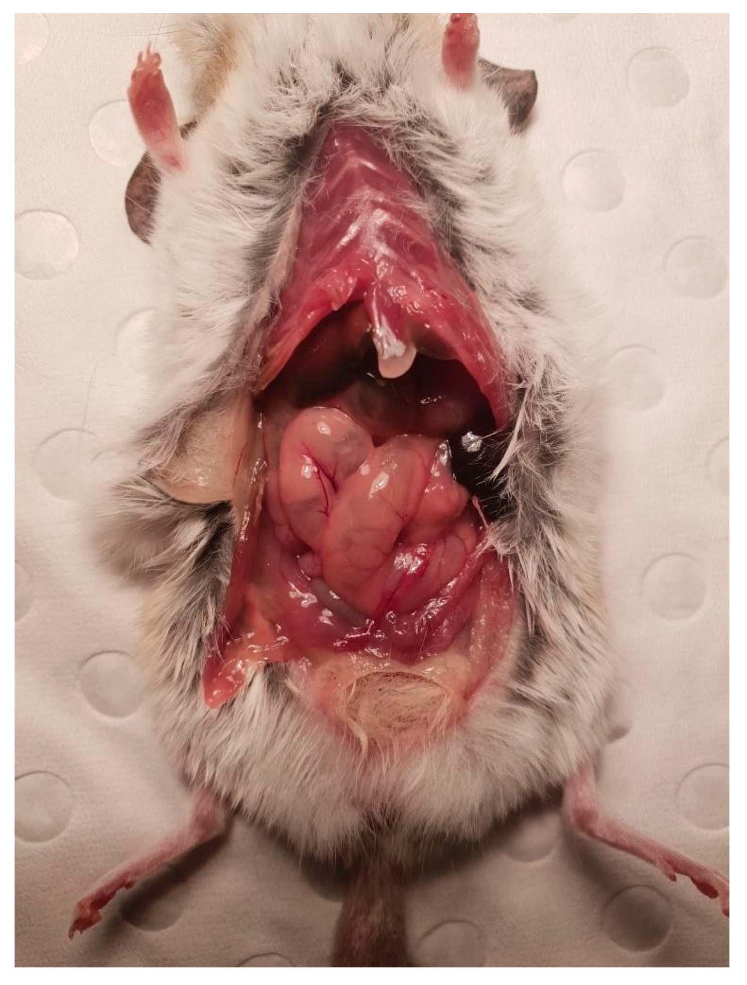 Vetsci 12 00625 g006 Vetsci 12 00625 g006