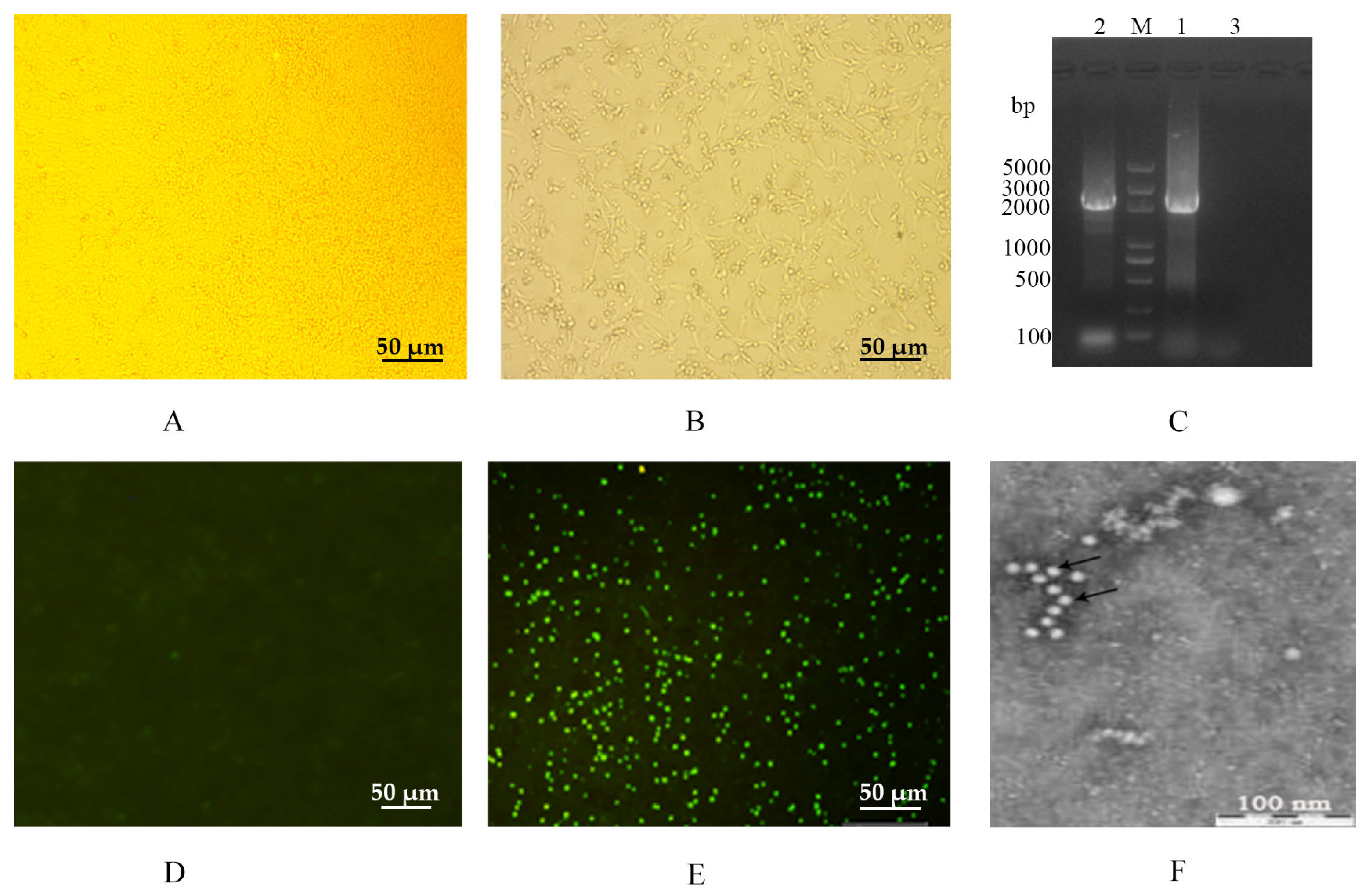 Vetsci 12 00668 g001 Vetsci 12 00668 g001