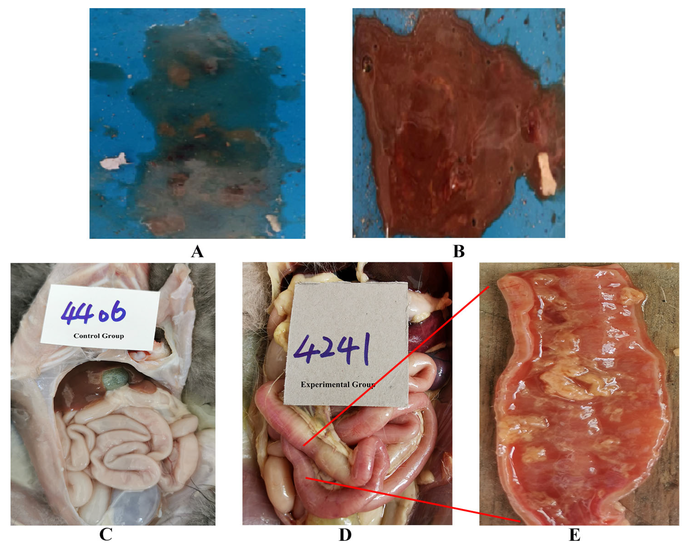 Vetsci 12 00668 g004 Vetsci 12 00668 g004