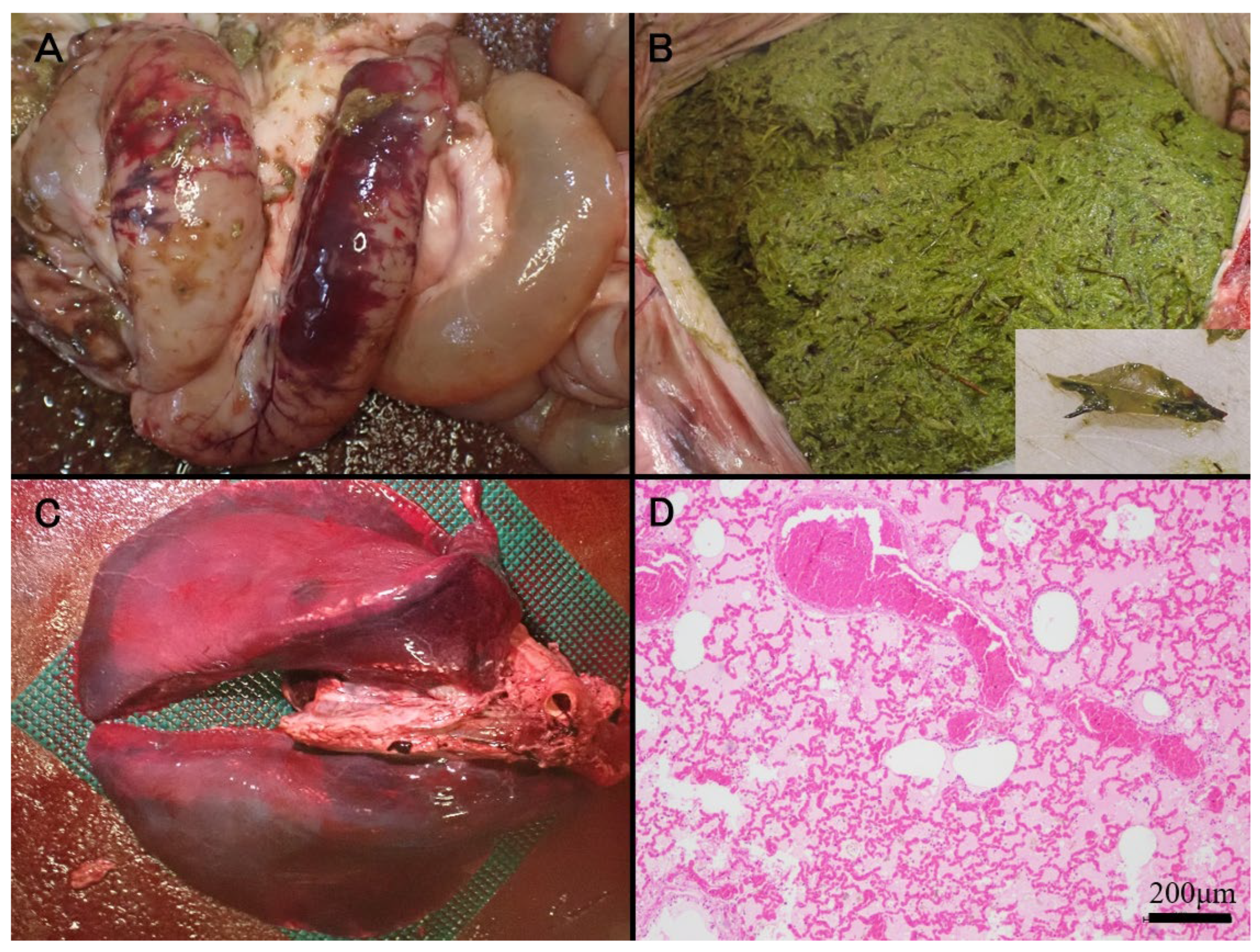 Vetsci 12 00806 g001 Vetsci 12 00806 g001