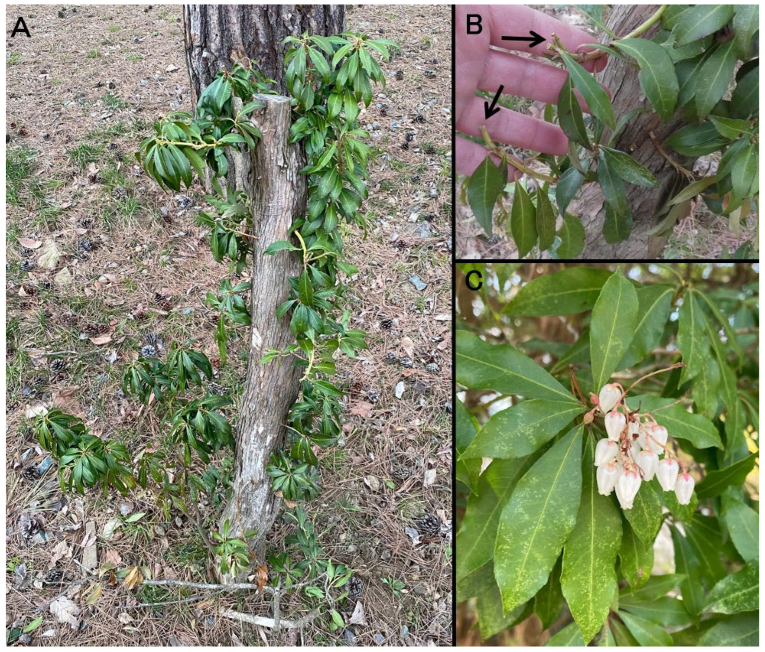 Vetsci 12 00806 g002 Vetsci 12 00806 g002