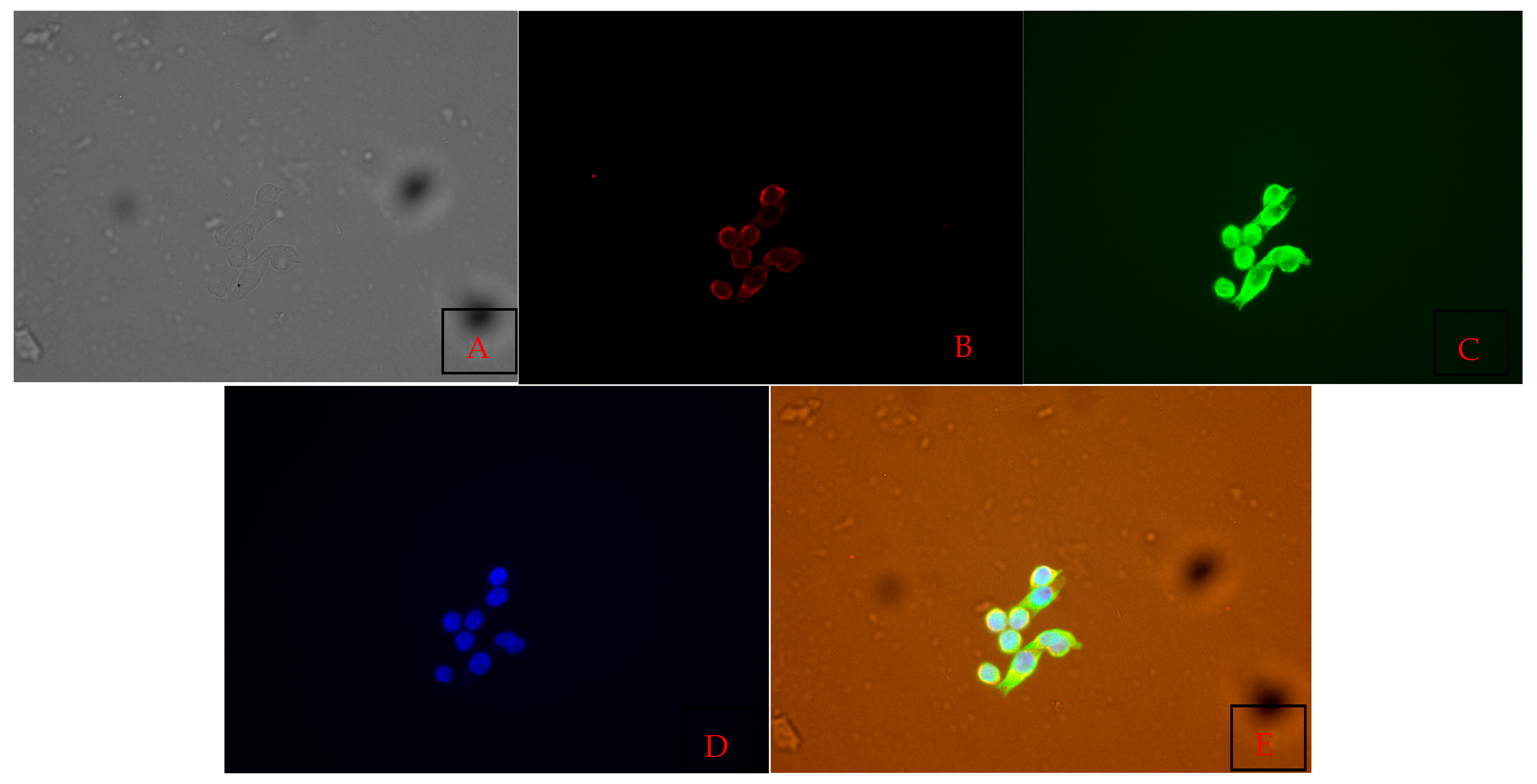 Vetsci 12 00905 g009 Vetsci 12 00905 g009