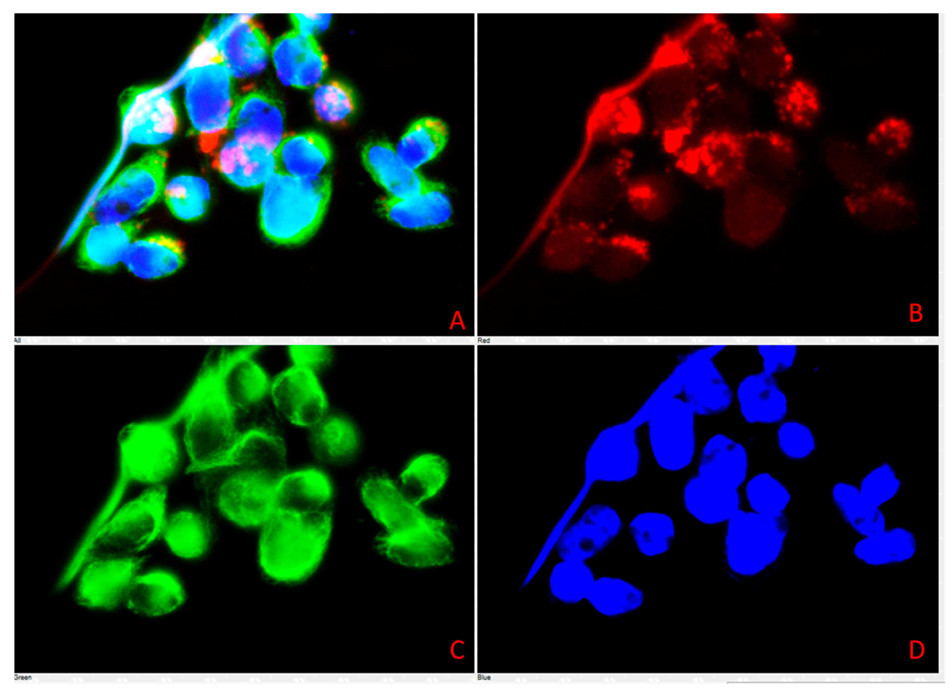 Vetsci 12 00905 g010 Vetsci 12 00905 g010