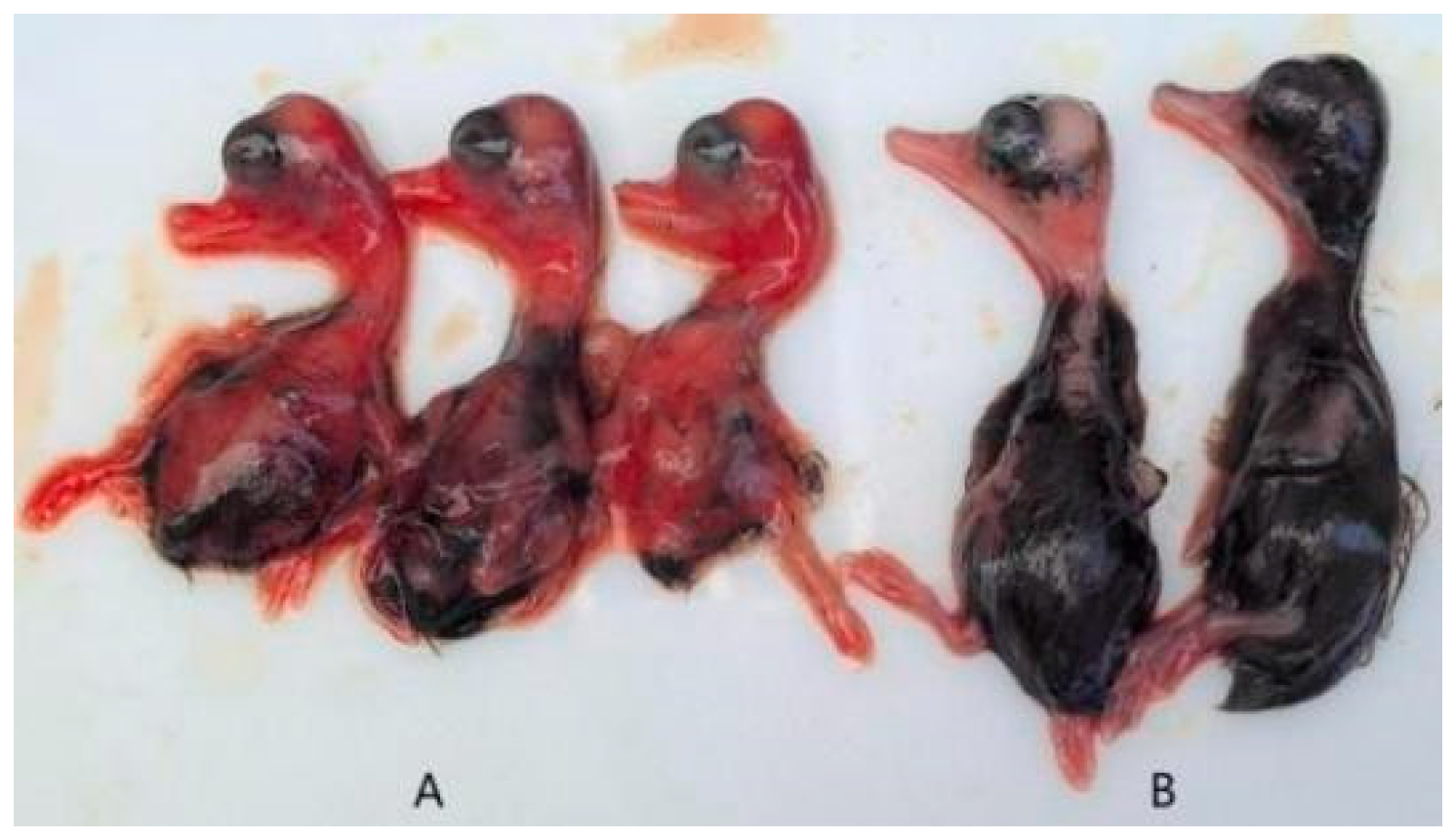 Vetsci 12 00923 g003 Vetsci 12 00923 g003