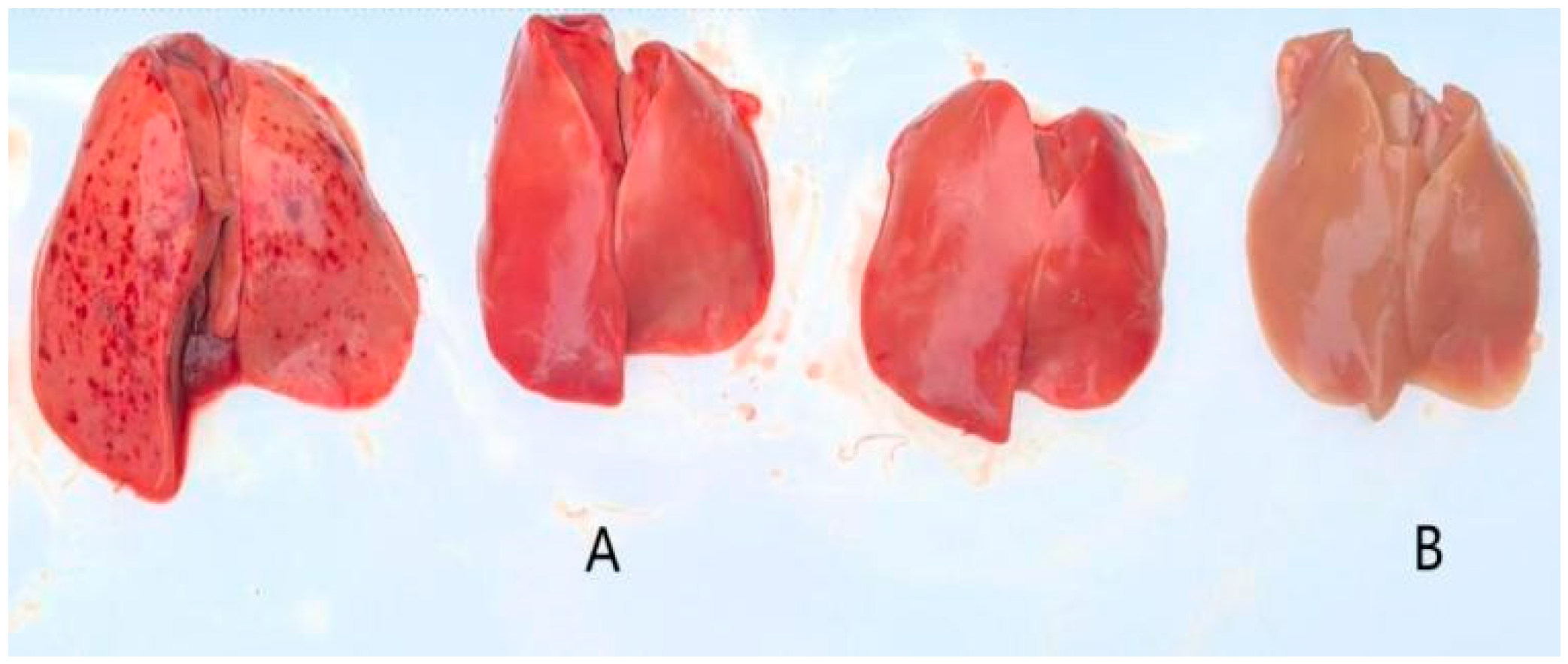 Vetsci 12 00923 g006 Vetsci 12 00923 g006