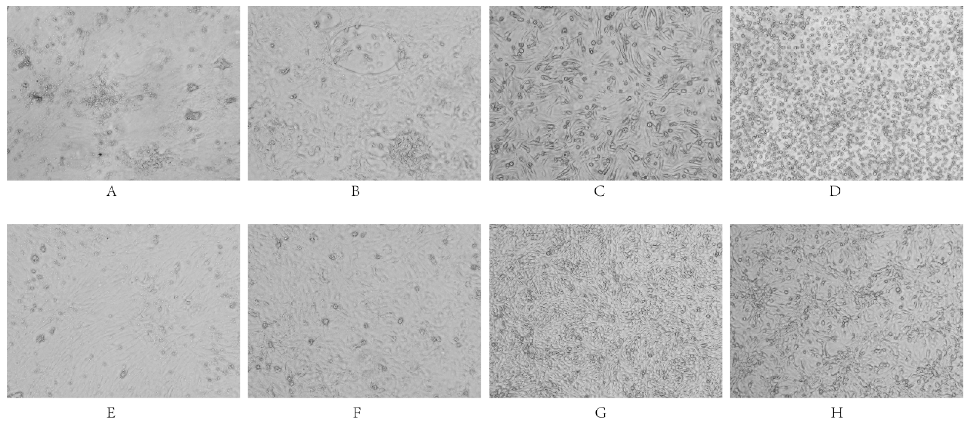 Vetsci 12 00923 g008 Vetsci 12 00923 g008