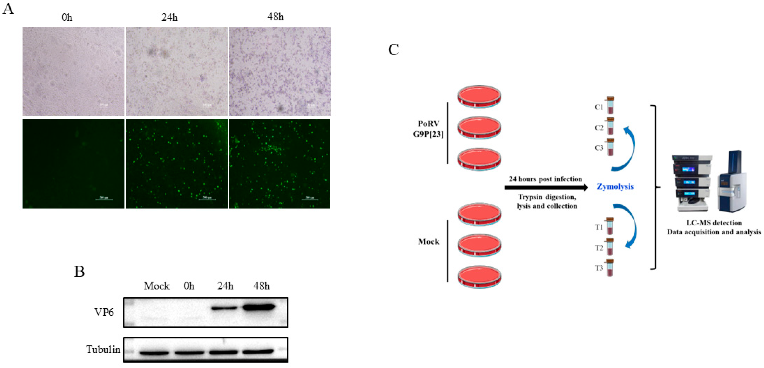 Vetsci 12 00946 g001 Vetsci 12 00946 g001