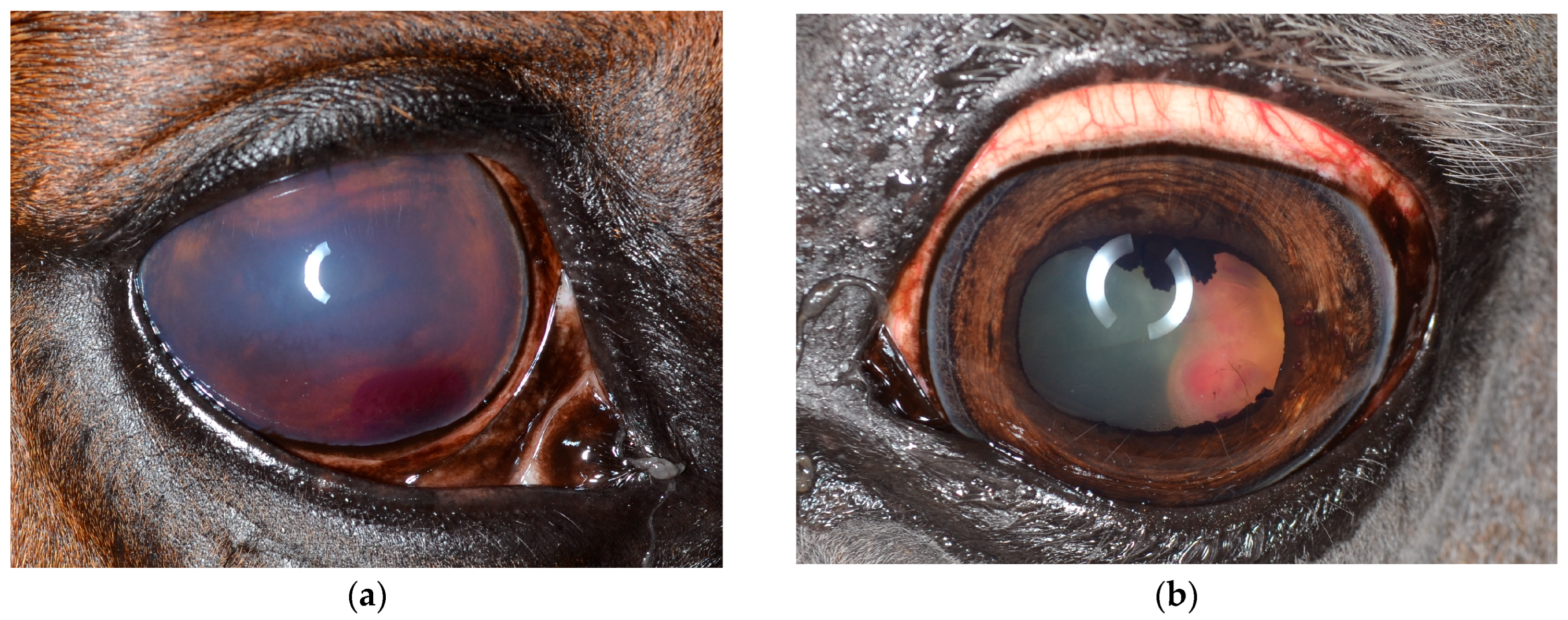 Vetsci 12 01006 g001 Vetsci 12 01006 g001