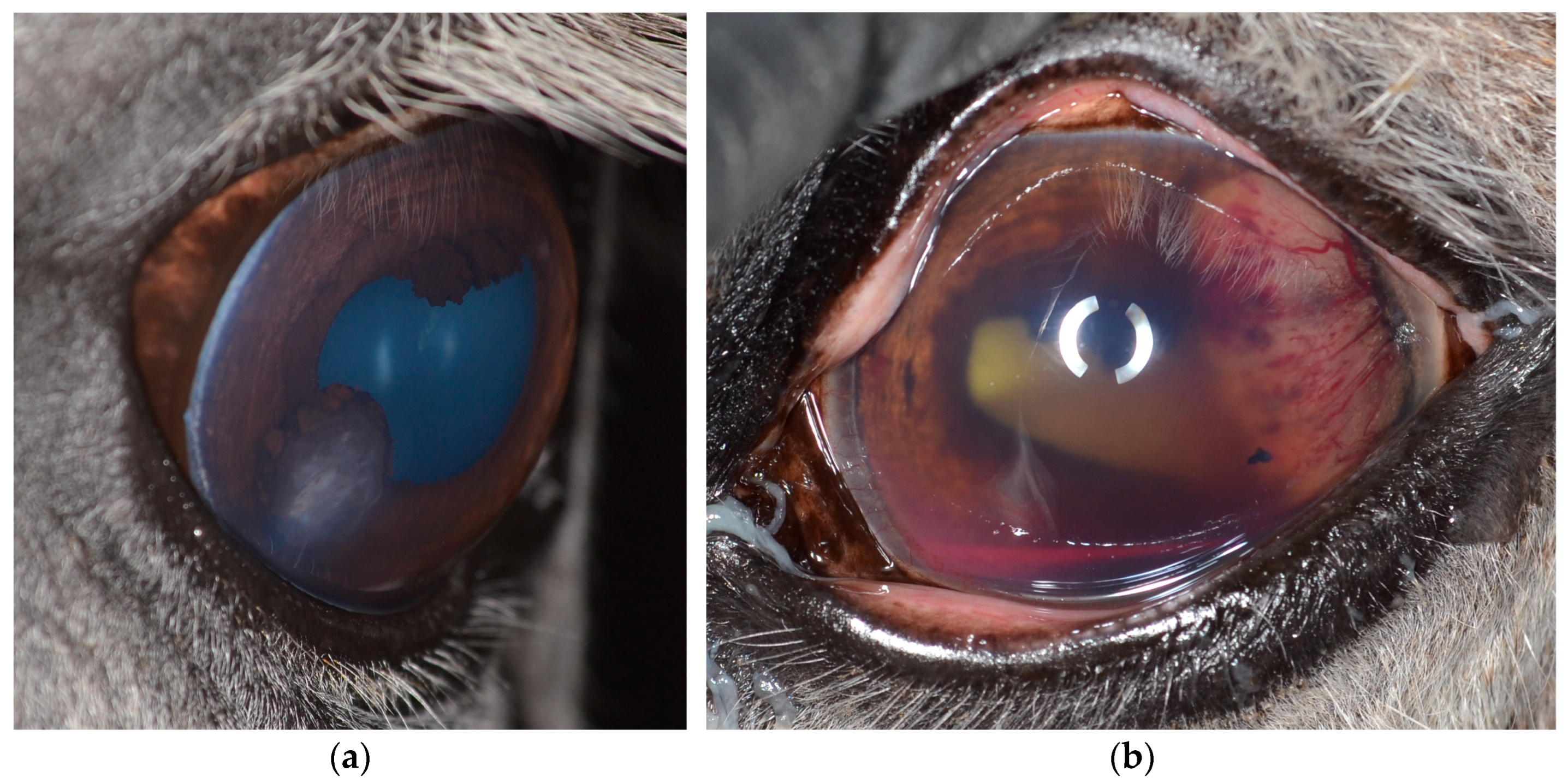 Vetsci 12 01006 g002 Vetsci 12 01006 g002