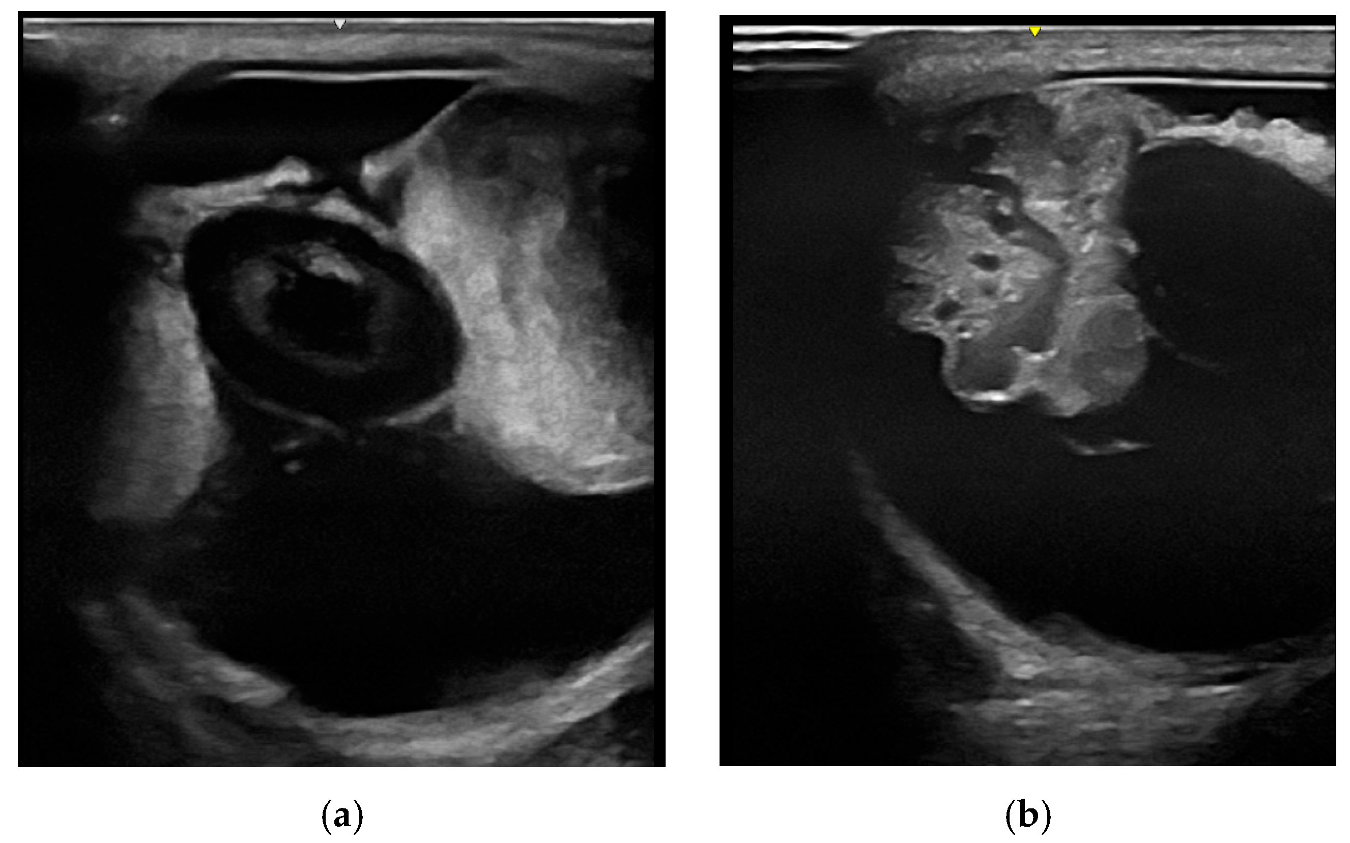 Vetsci 12 01006 g003 Vetsci 12 01006 g003
