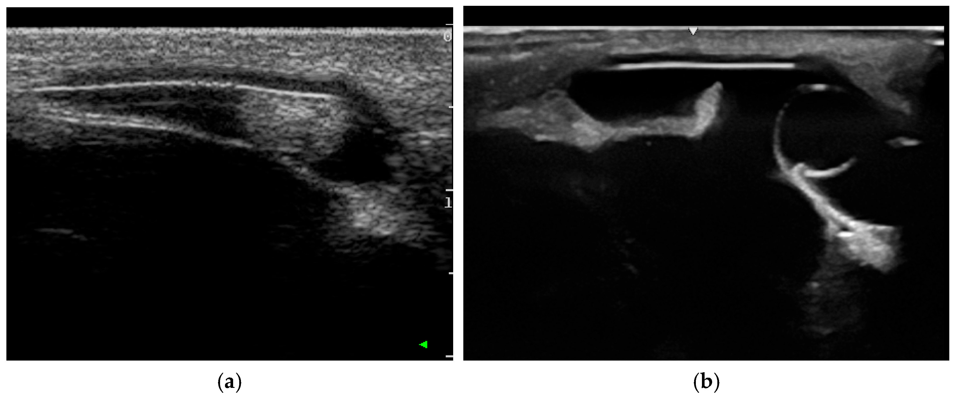 Vetsci 12 01006 g005 Vetsci 12 01006 g005
