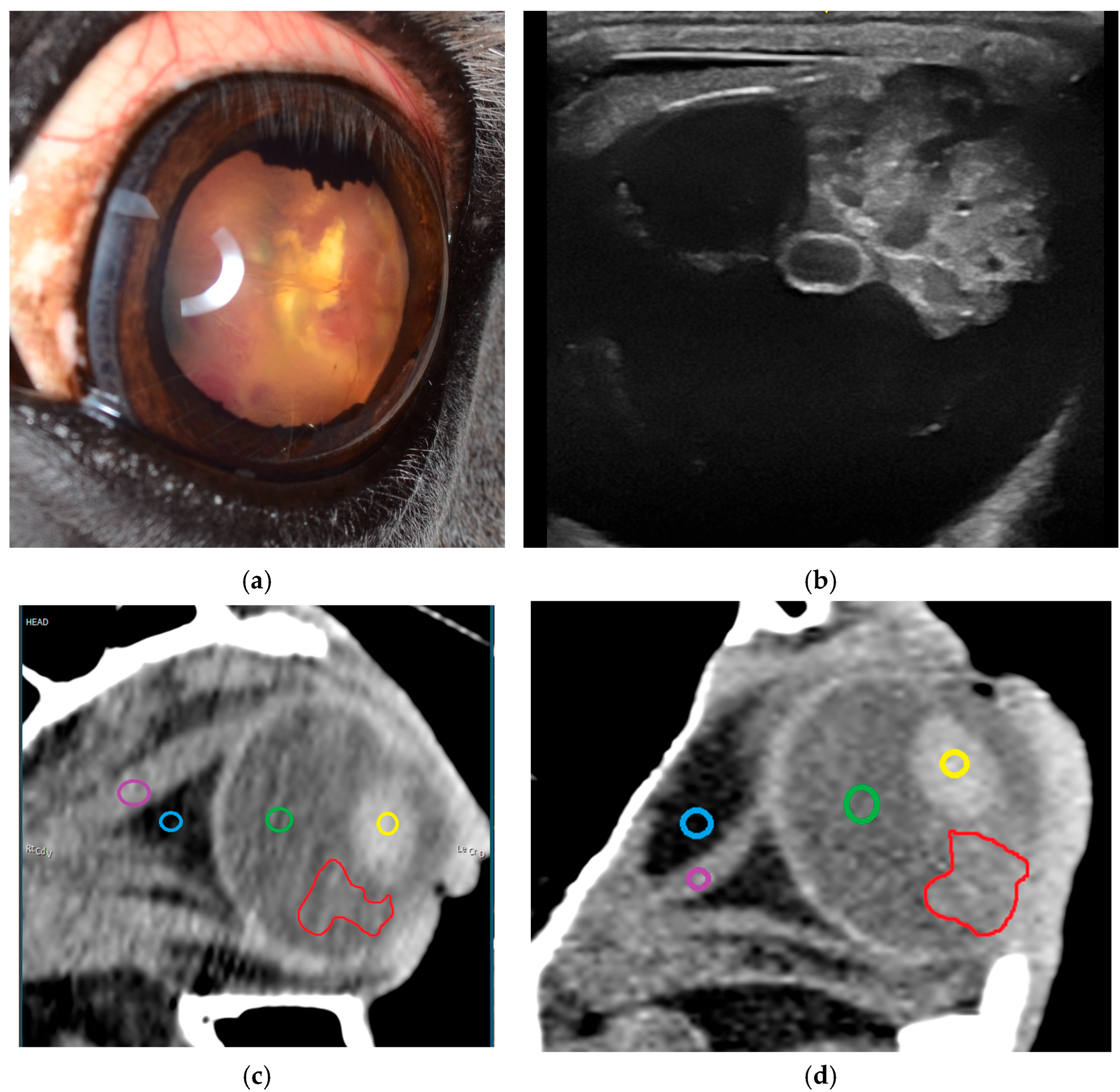 Vetsci 12 01006 g007 Vetsci 12 01006 g007