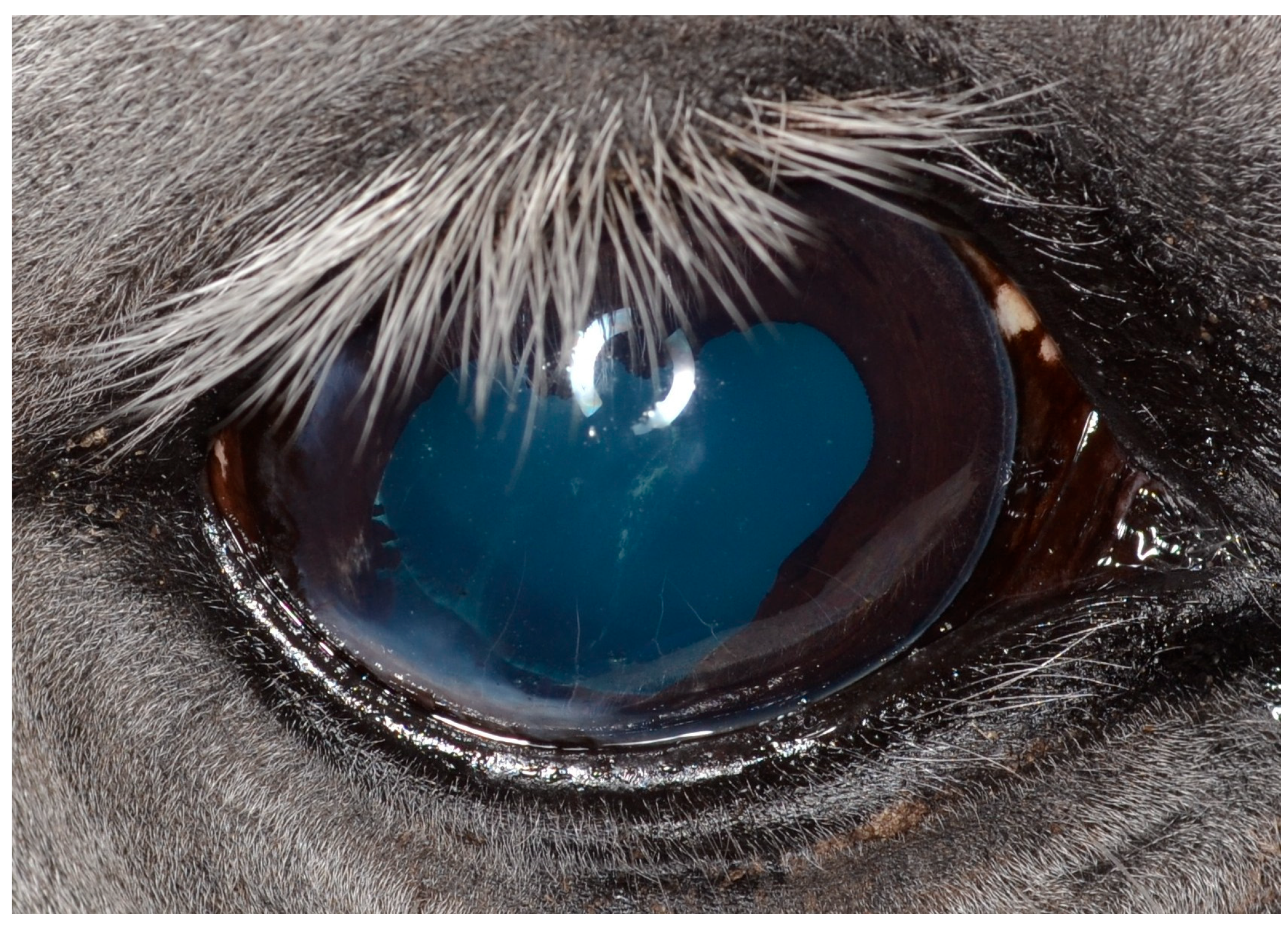 Vetsci 12 01006 g008 Vetsci 12 01006 g008