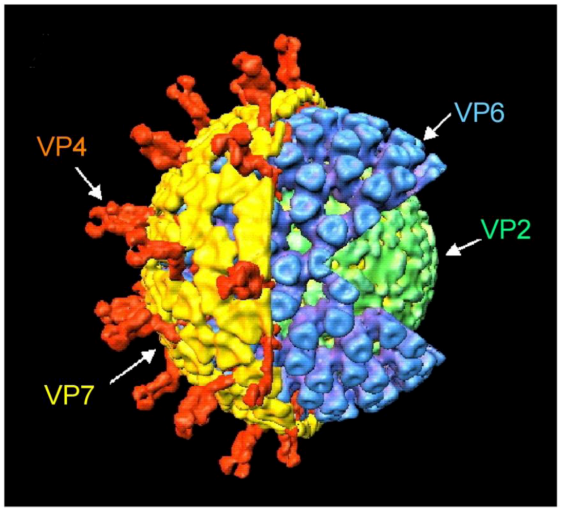 Viruses Free FullText Rotavirus Antagonism of the Innate Immune