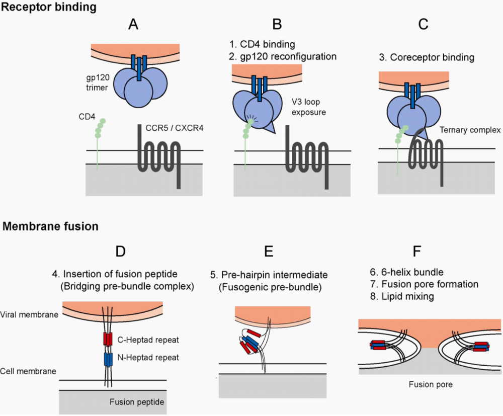 Viruses | Free Full-Text | HIV-1 Entry, Inhibitors, and Resistance