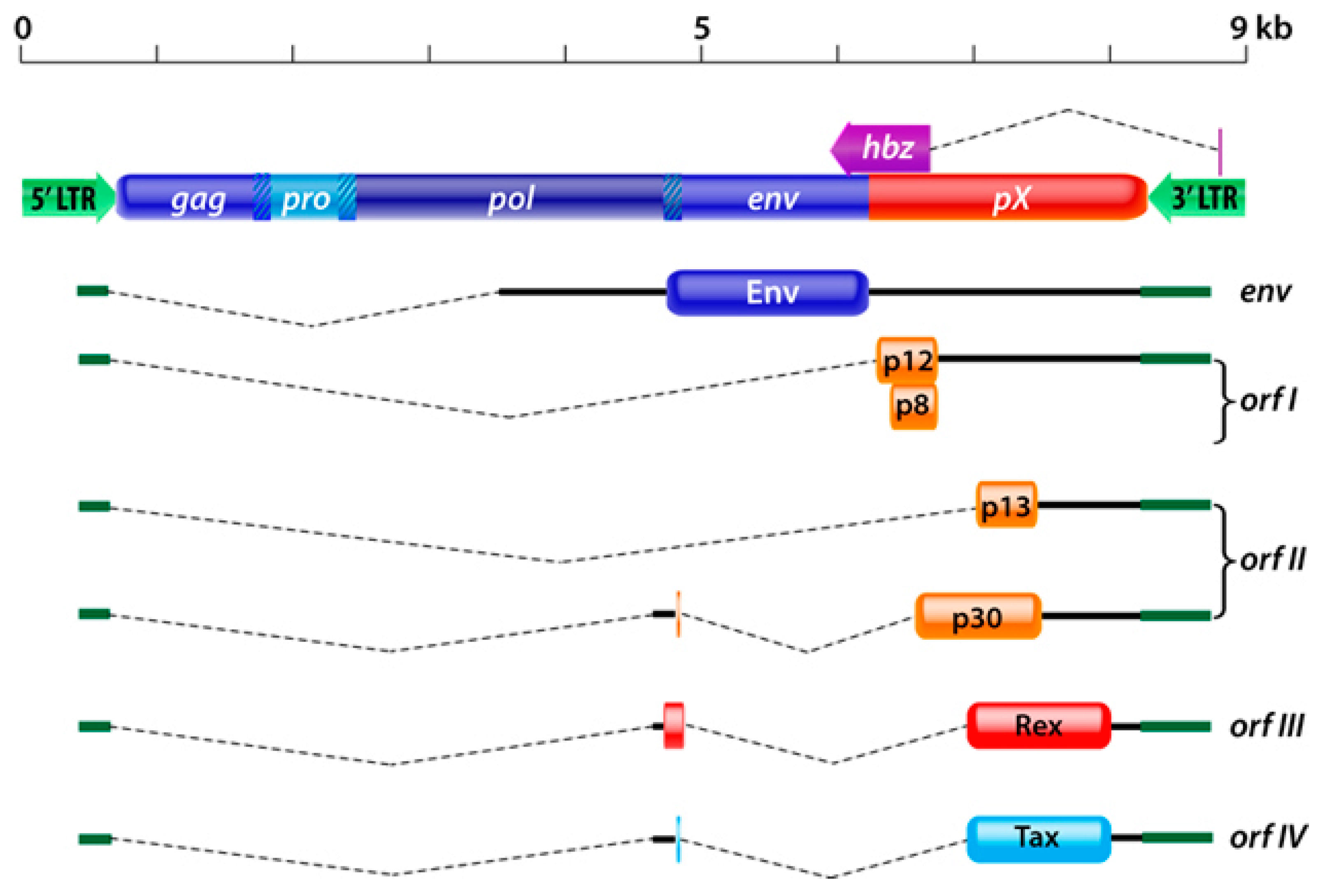 Viruses | Free Full-Text | Orf-I and Orf-II-Encoded Proteins in HTLV-1  Infection and Persistence