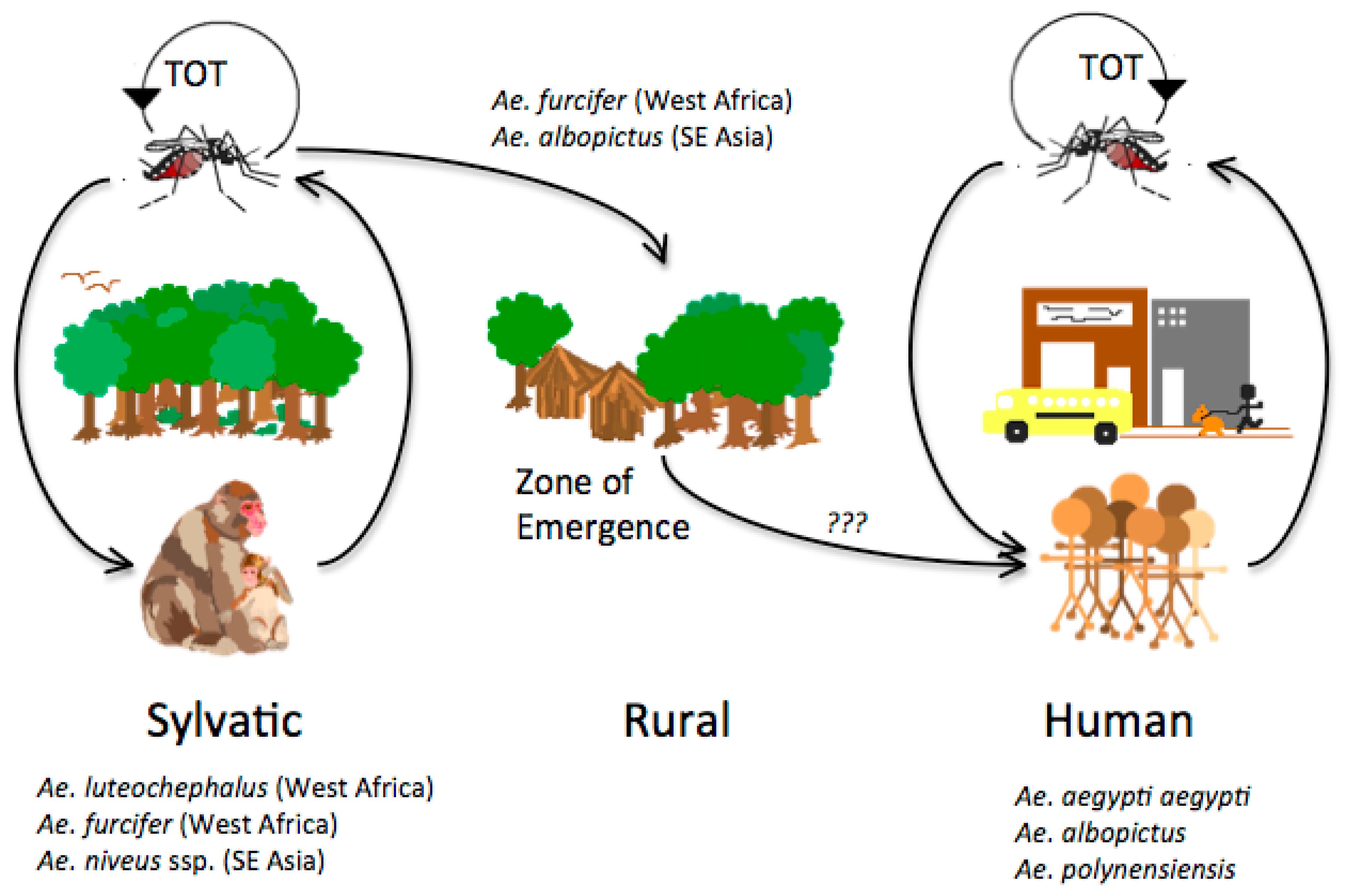 Viruses Free Full Text Dengue Quo tu et quo vadis