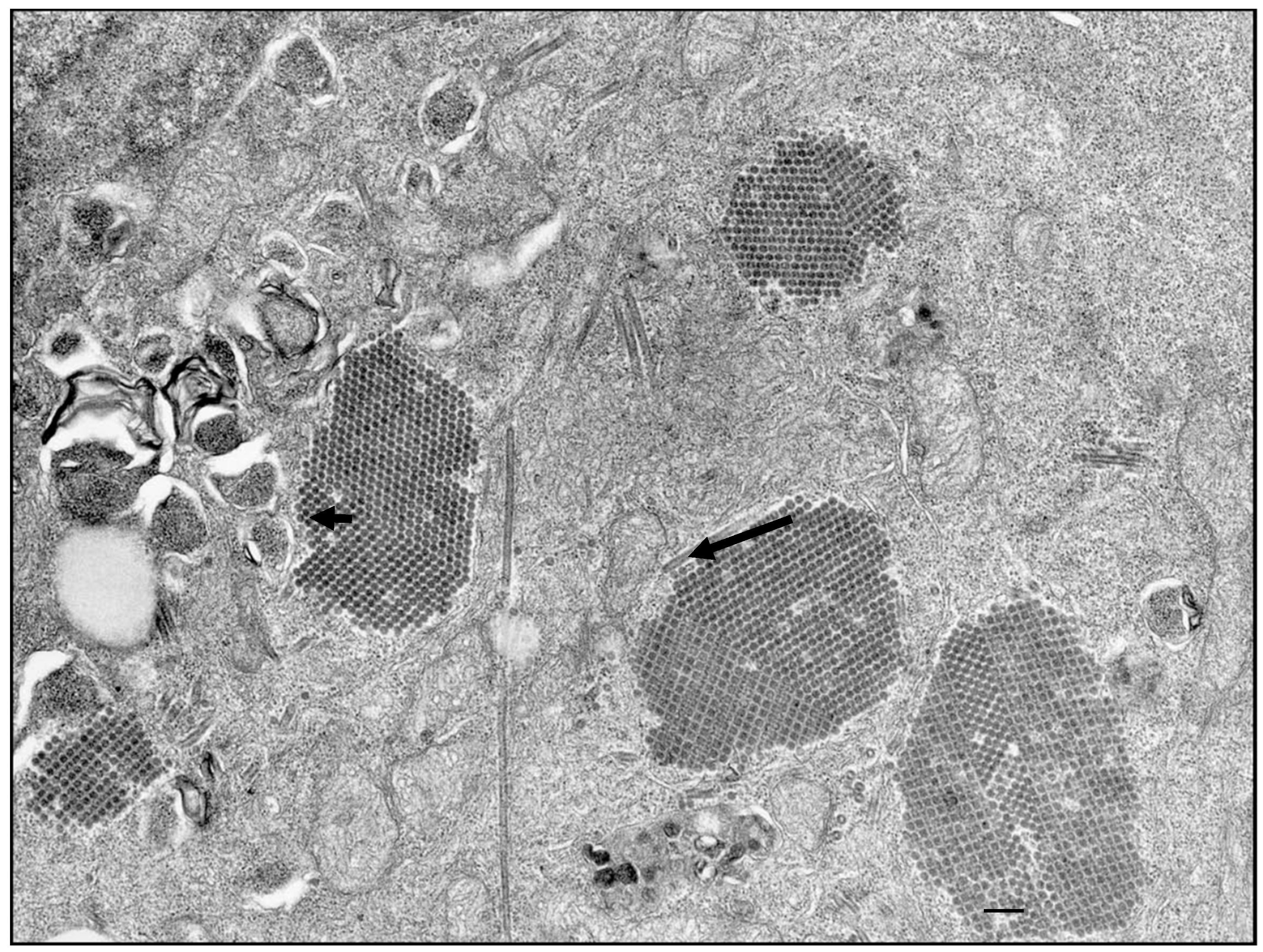 Viruses 03 02025 g001