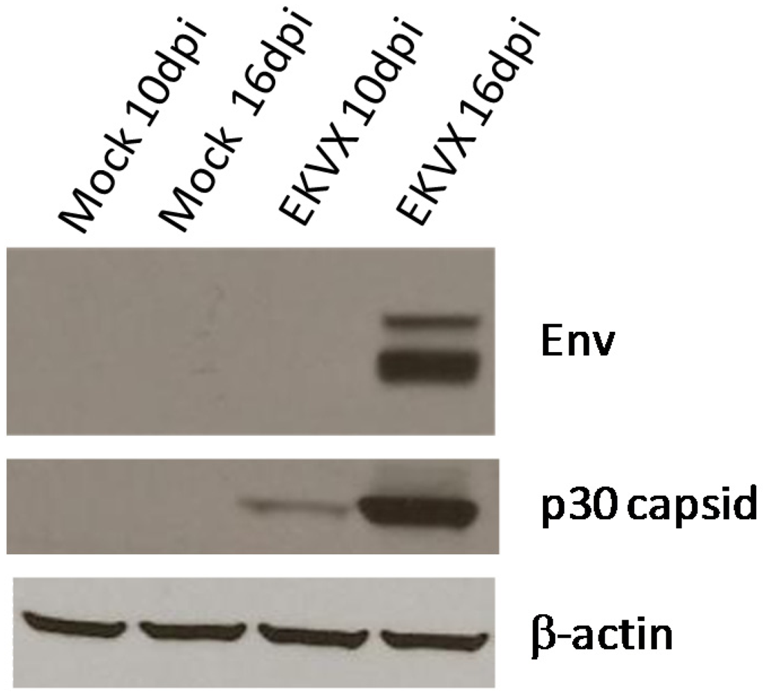 Viruses 03 02442 g002