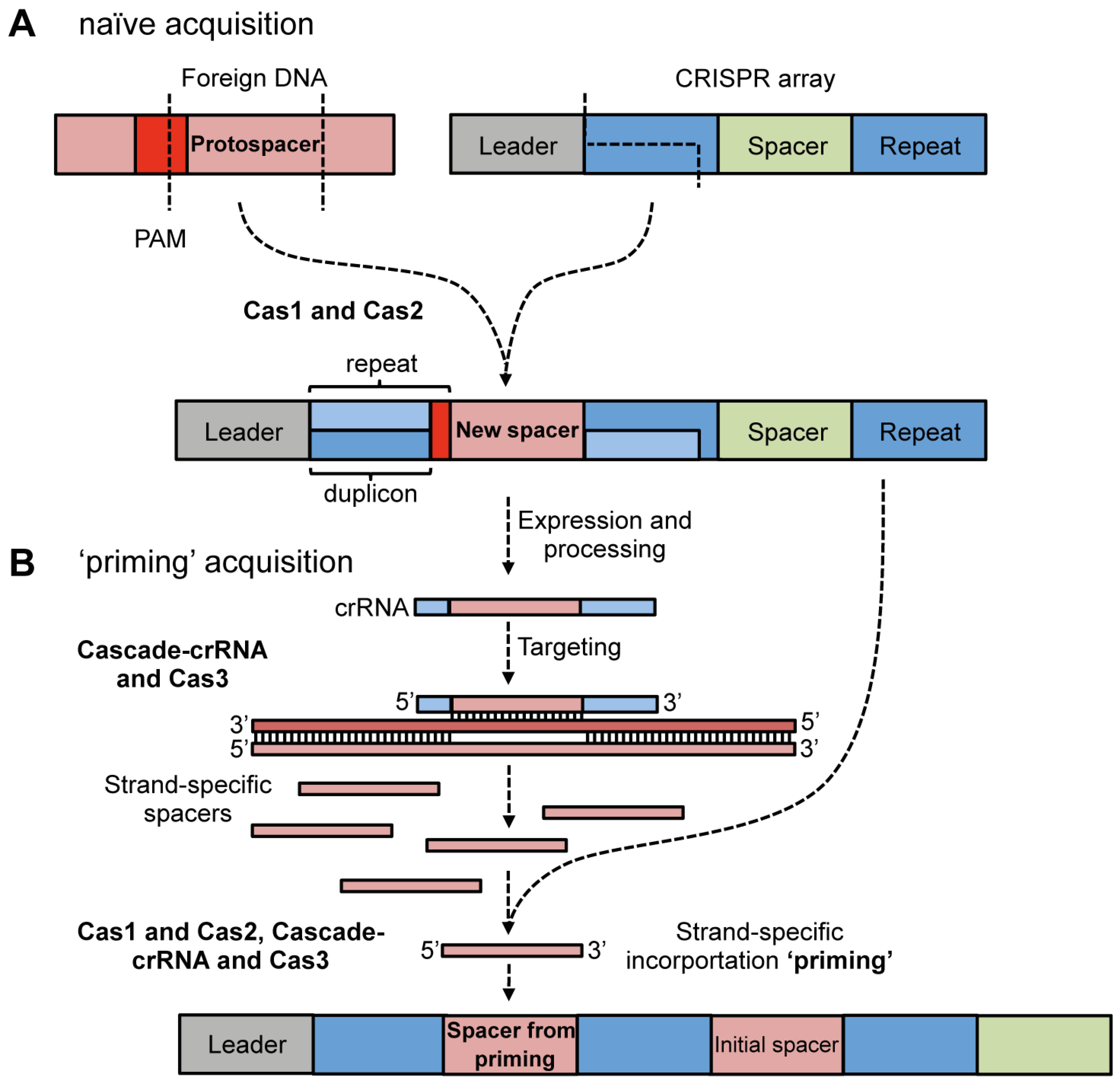 Viruses | Free Full-Text | Function and Regulation of Clustered Regularly  Interspaced Short Palindromic Repeats (CRISPR) / CRISPR Associated (Cas)  Systems