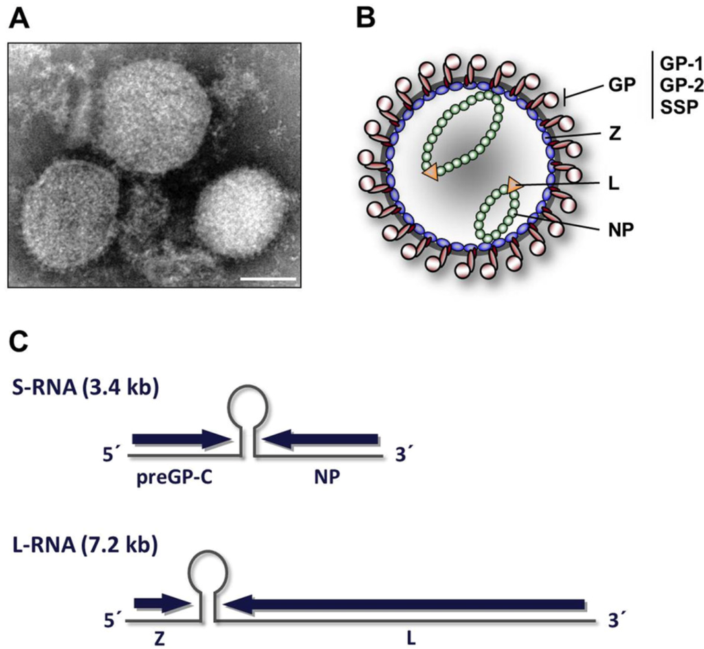 Viruses Free Full Text Multifunctional Nature Of The Arenavirus Ring Finger Protein Z Html