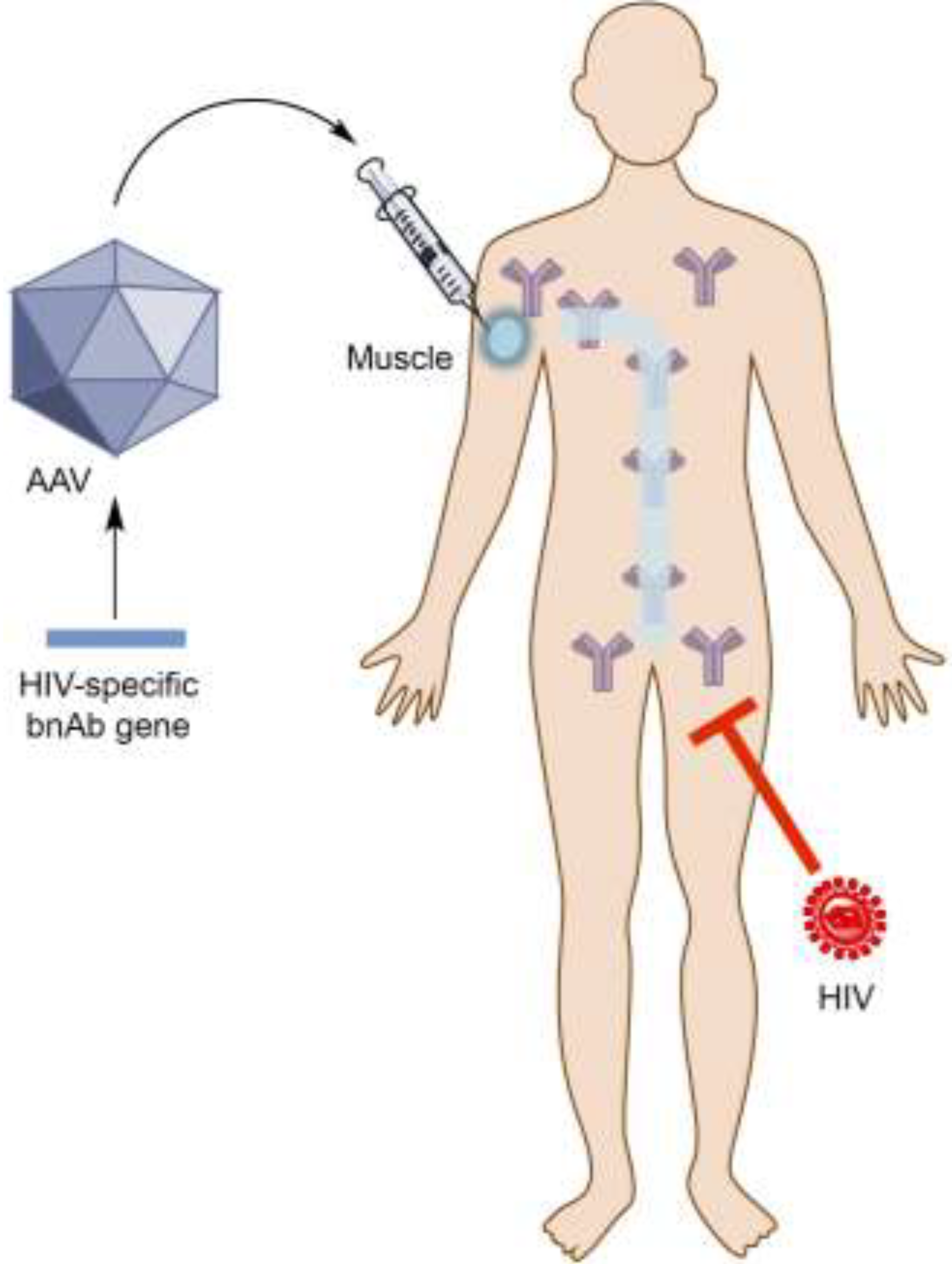Viruses | Free Full-Text | Passive Immunization against HIV/AIDS by  Antibody Gene Transfer