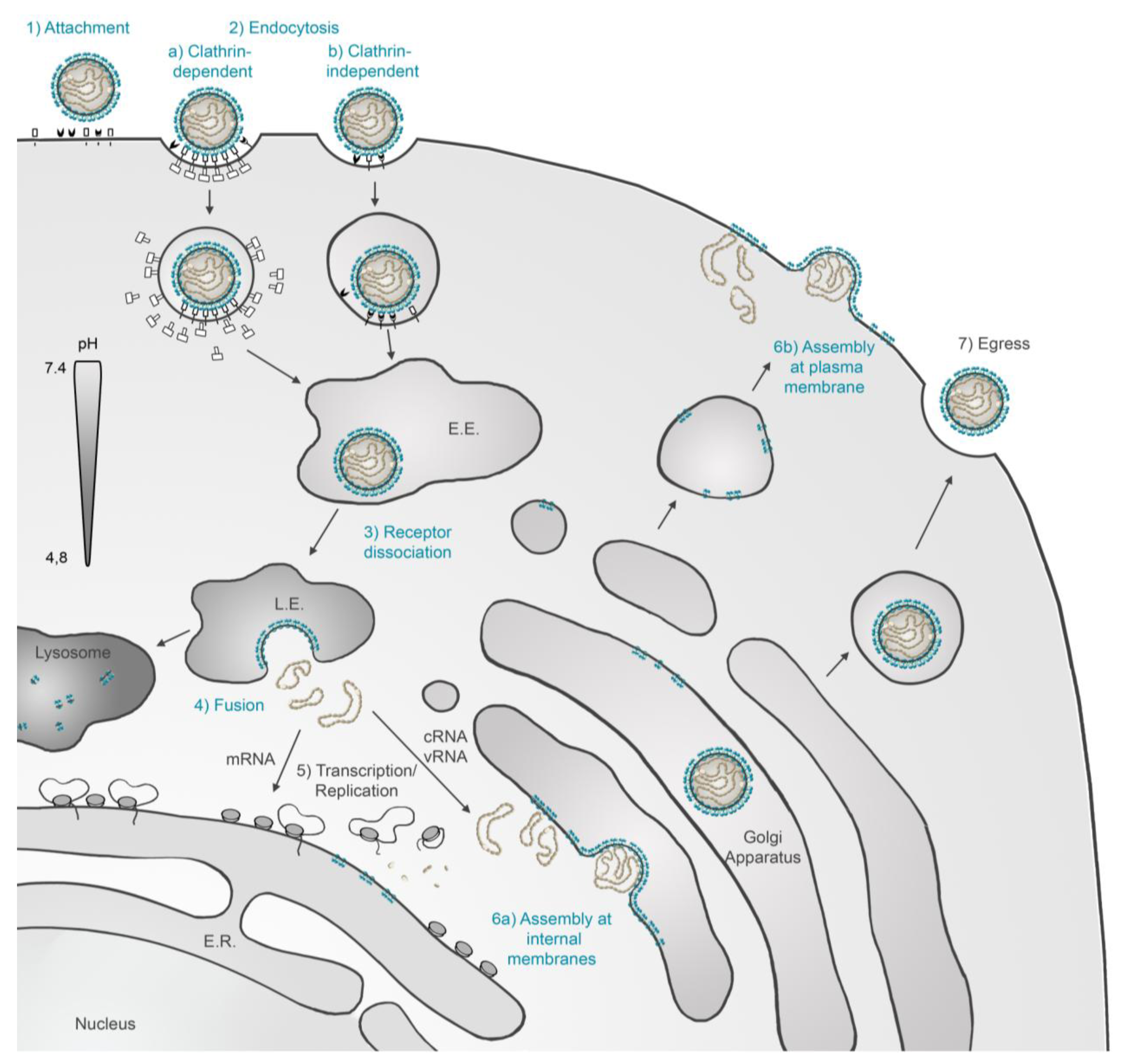 hantavirus: Virus Structure Hantavirus